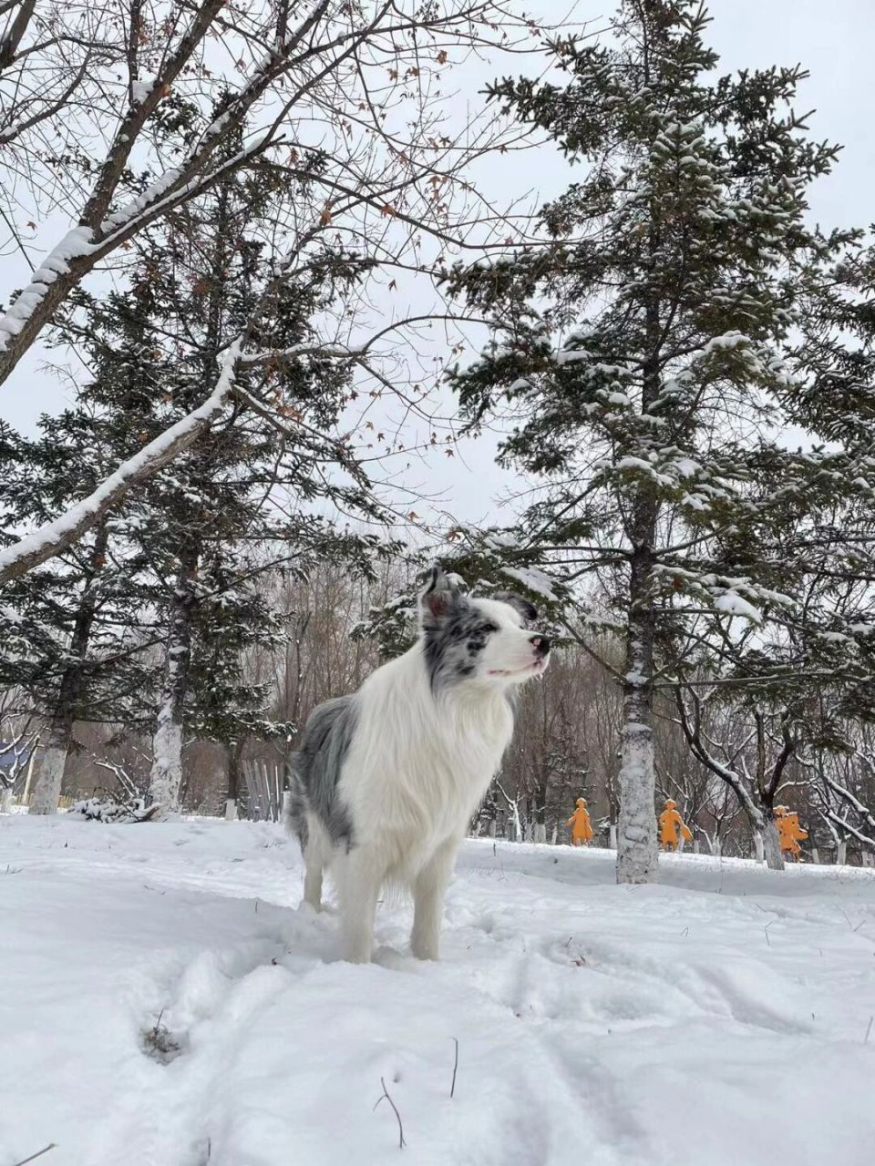 颜值超燃的小狗98 #陨石边牧# #边牧# #边牧宝宝# #边境牧羊犬# #我