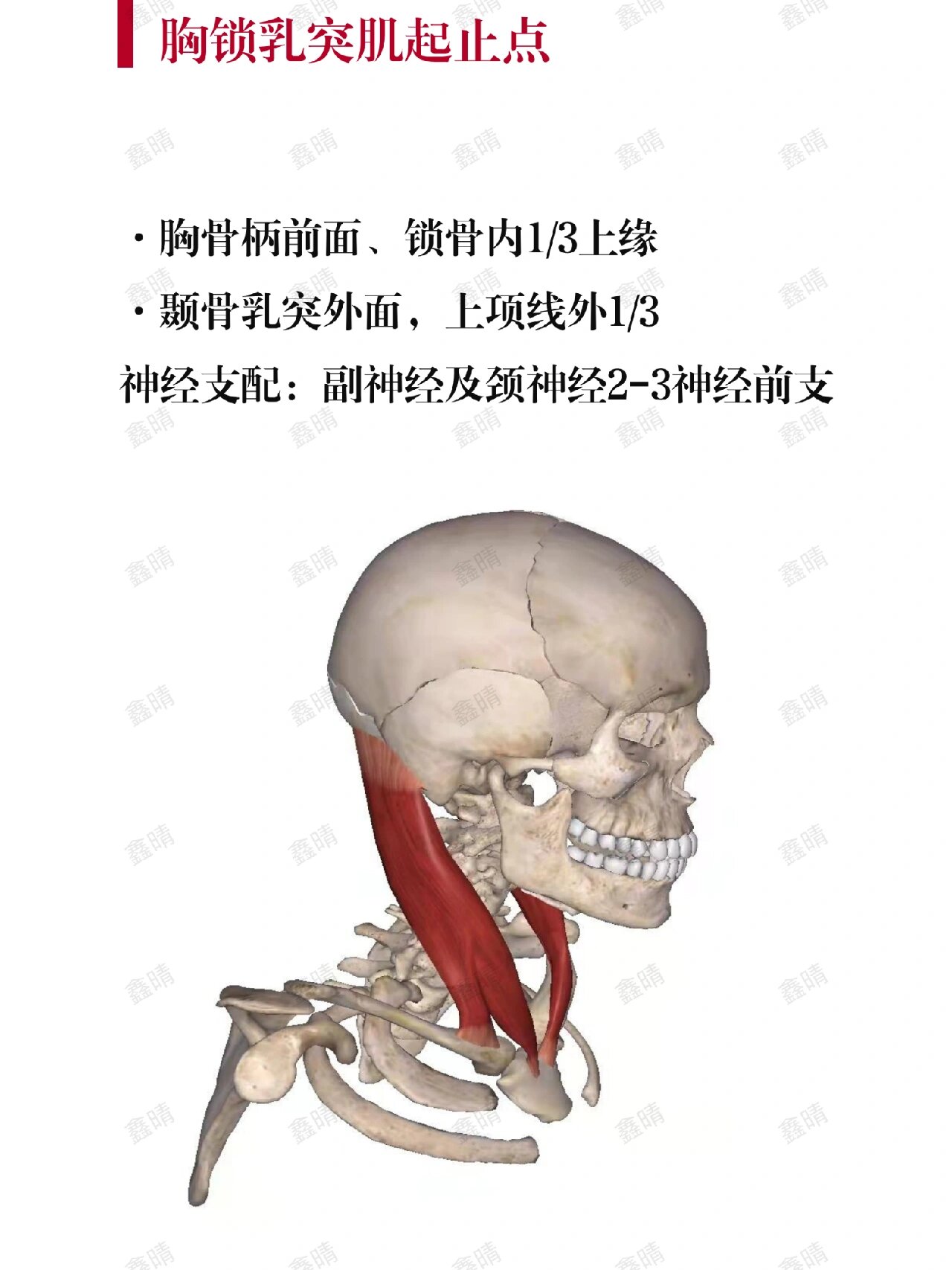 胸锁乳突肌示意图图片