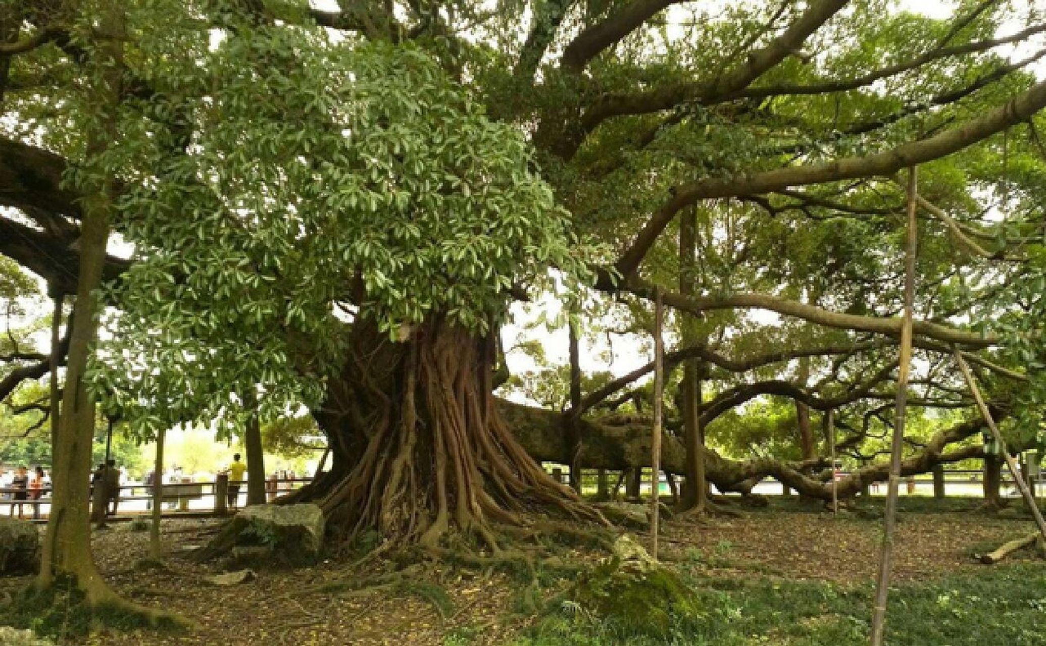 植物笔记day50 榕树 名称:榕树(桑科 榕属) 	 特征:大乔木,高达15-25