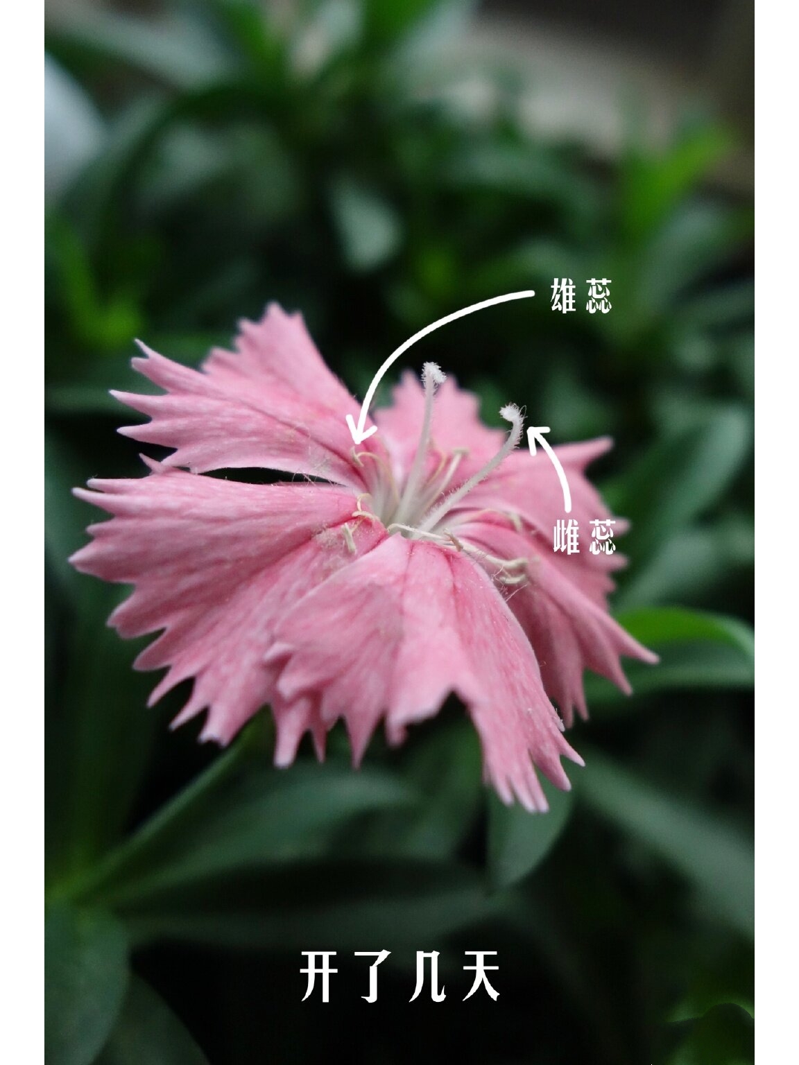 每日一花 | 斑斓的石竹,到十月还有开