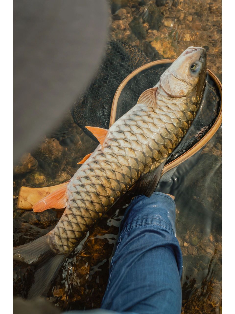 春钓进行时 | 50 军鱼来啦