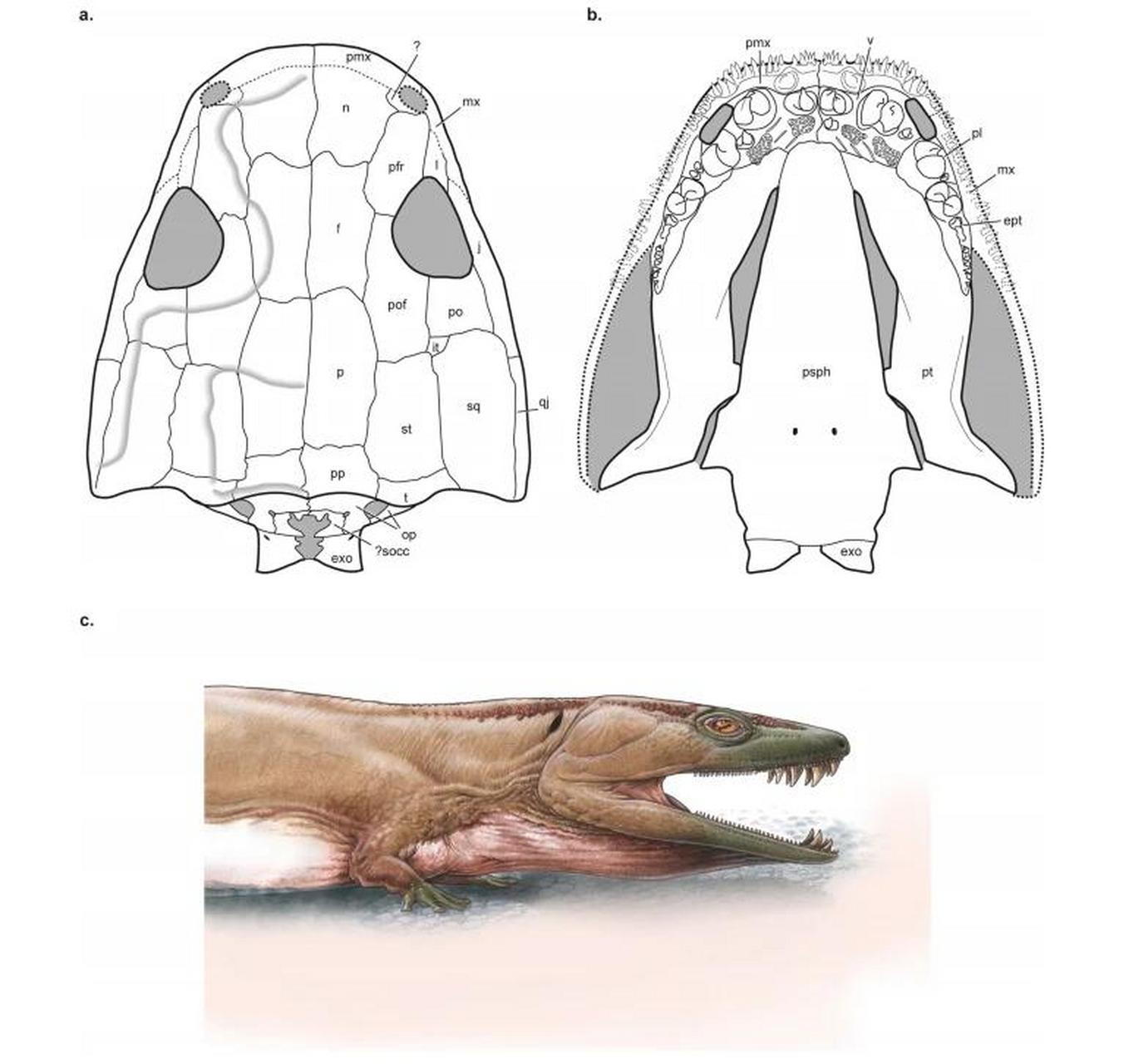 古生物# #科普# #科普知识# #化石# 非洲发现二叠纪"霸王蝾螈" 盖