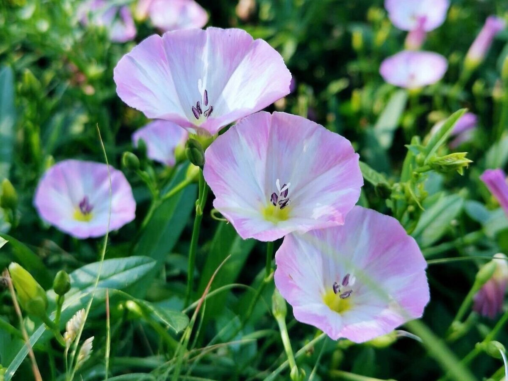 每日一花|田旋花 田旋花:是旋花科,旋花属多年生草本植物;根状茎横走