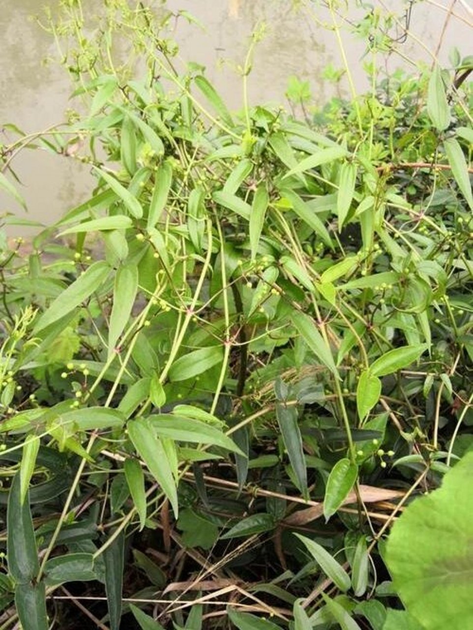 威灵仙新用妙方四则 威灵仙有祛风湿,通经络,消骨哽三大功效,常用量5