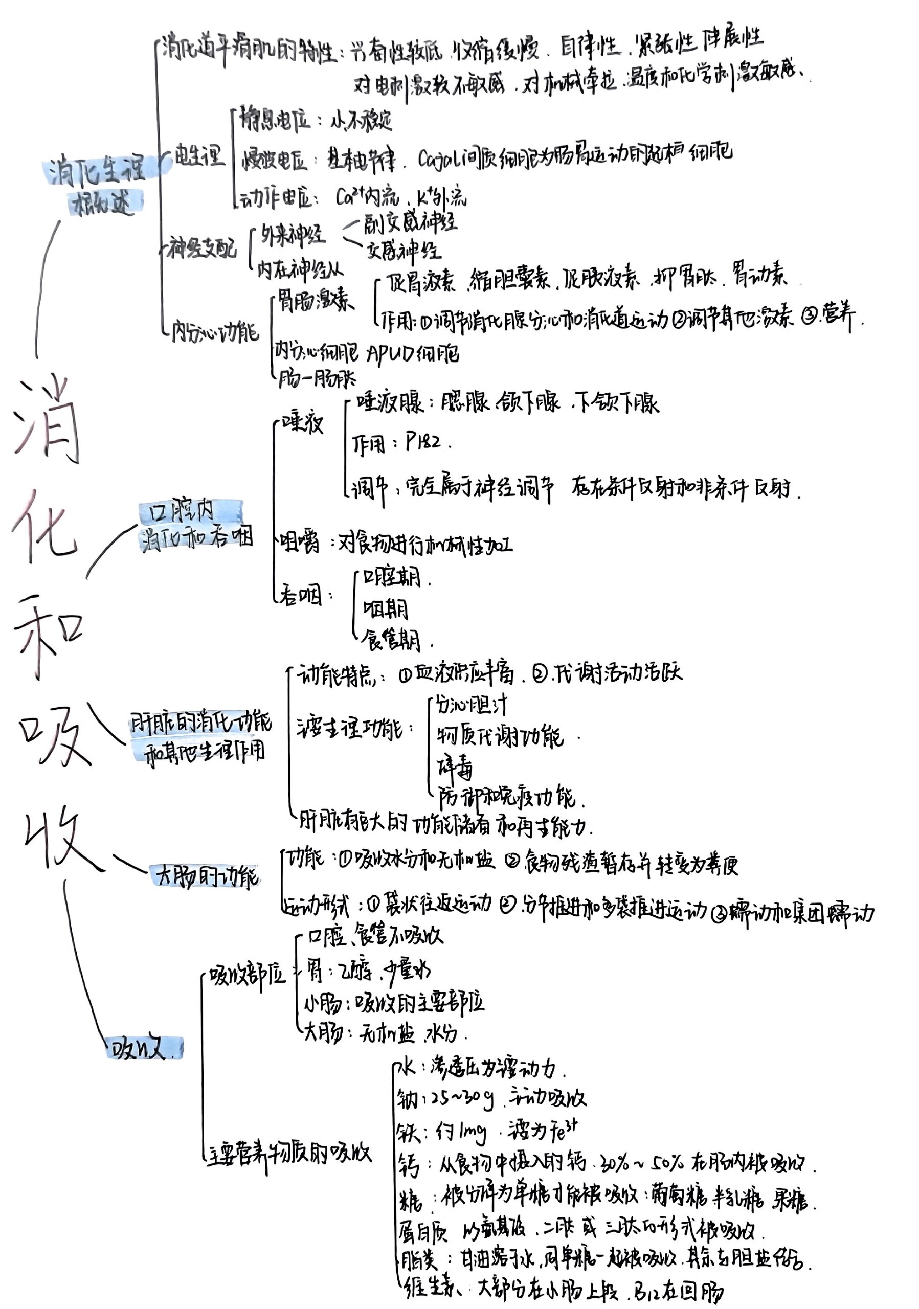 消化腺思维导图高清图片