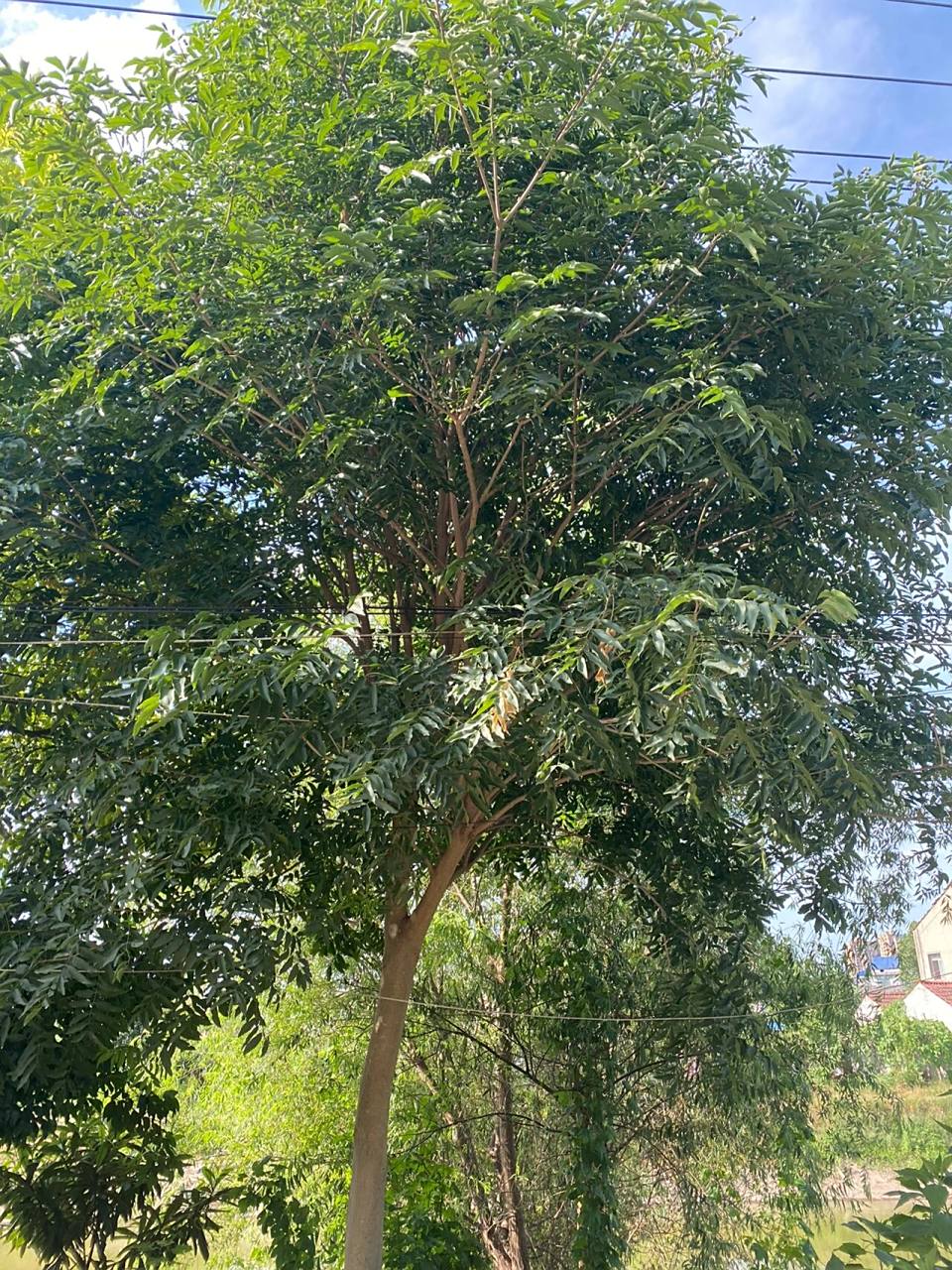 回老家看到一颗无患子树,但籽还没有成熟(图片中的是自然脱落的无患子