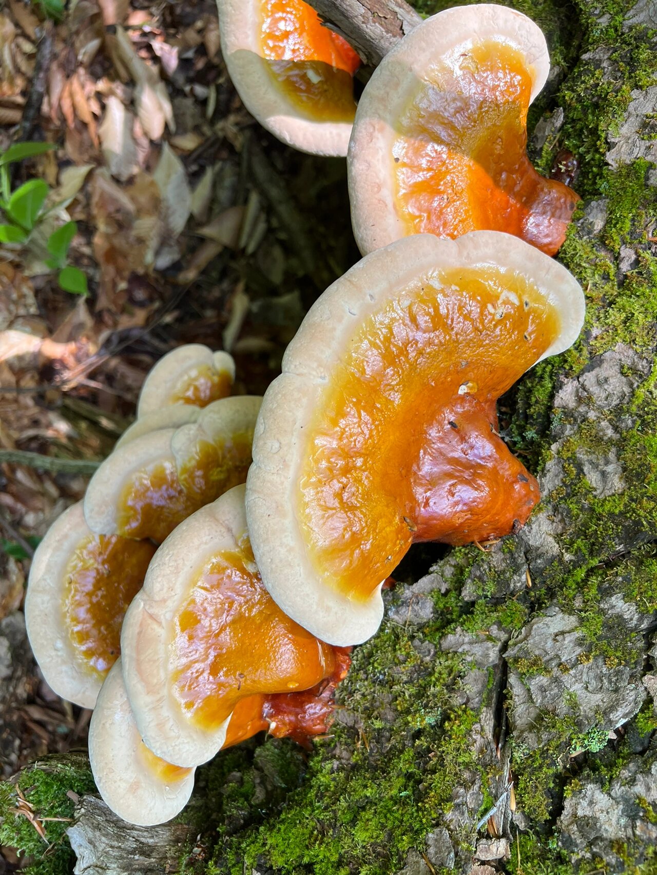 我家的野生红灵芝 2018年在后院丛林里的老枯木上发现好多又大又红的