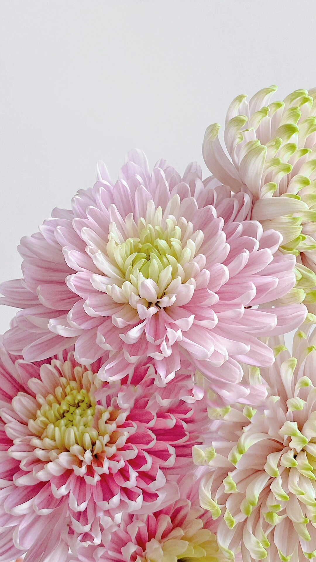 安娜菊 粉绿 大头小菊 安娜菊最常见的粉色和粉绿 花期两周打底