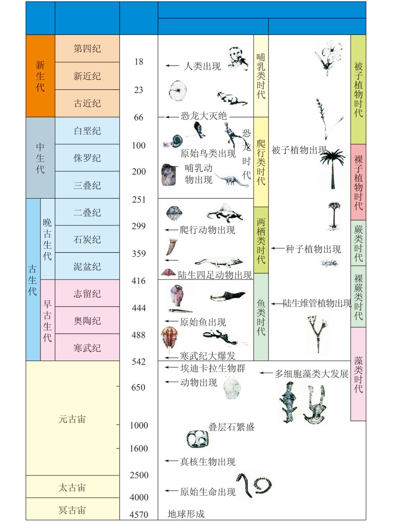 地球地质年代表与生物进化示意图