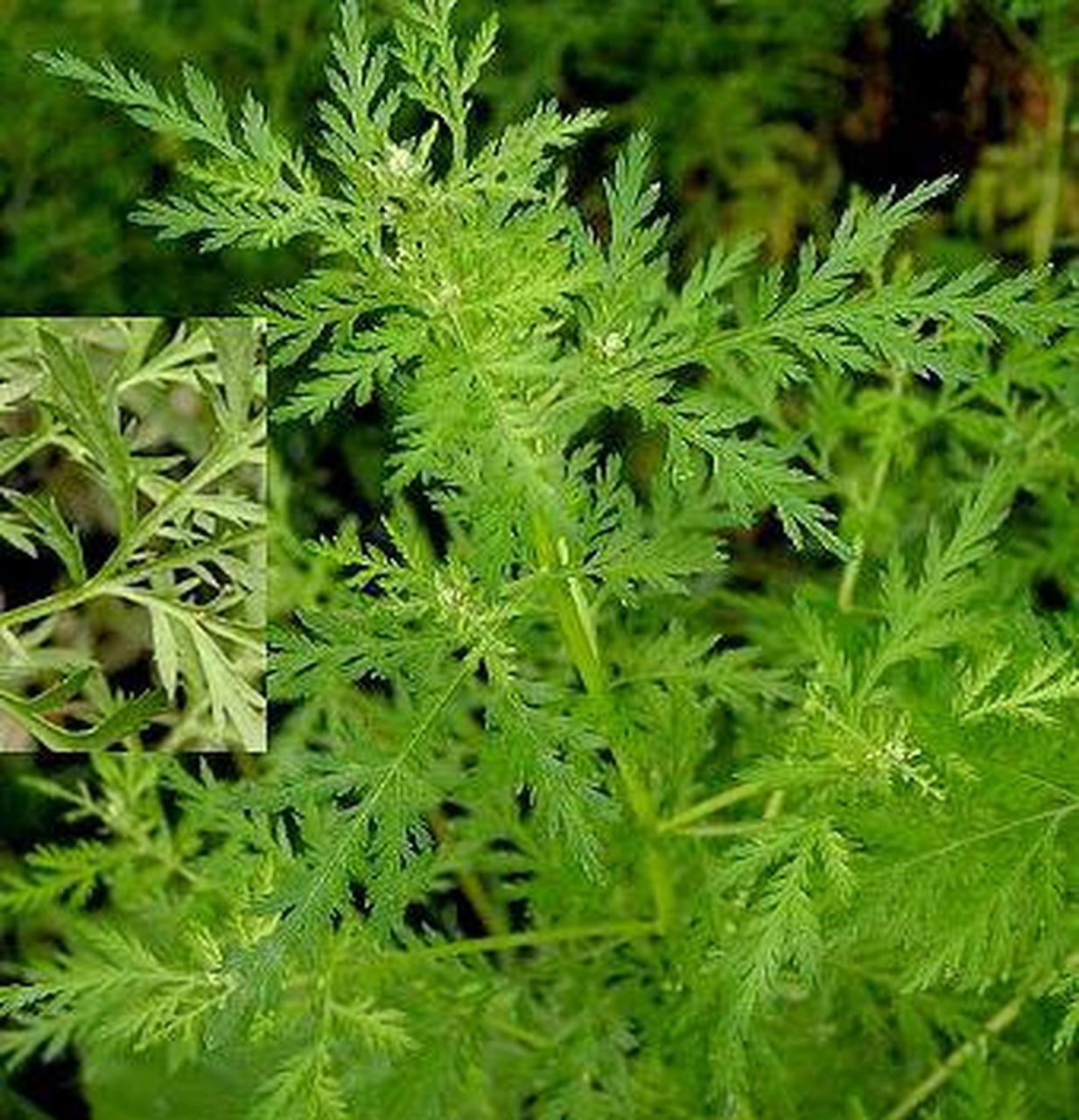 1952年,我国从前苏联引进了20克珍贵的蛔蒿种子,并把它们分成4份,在专