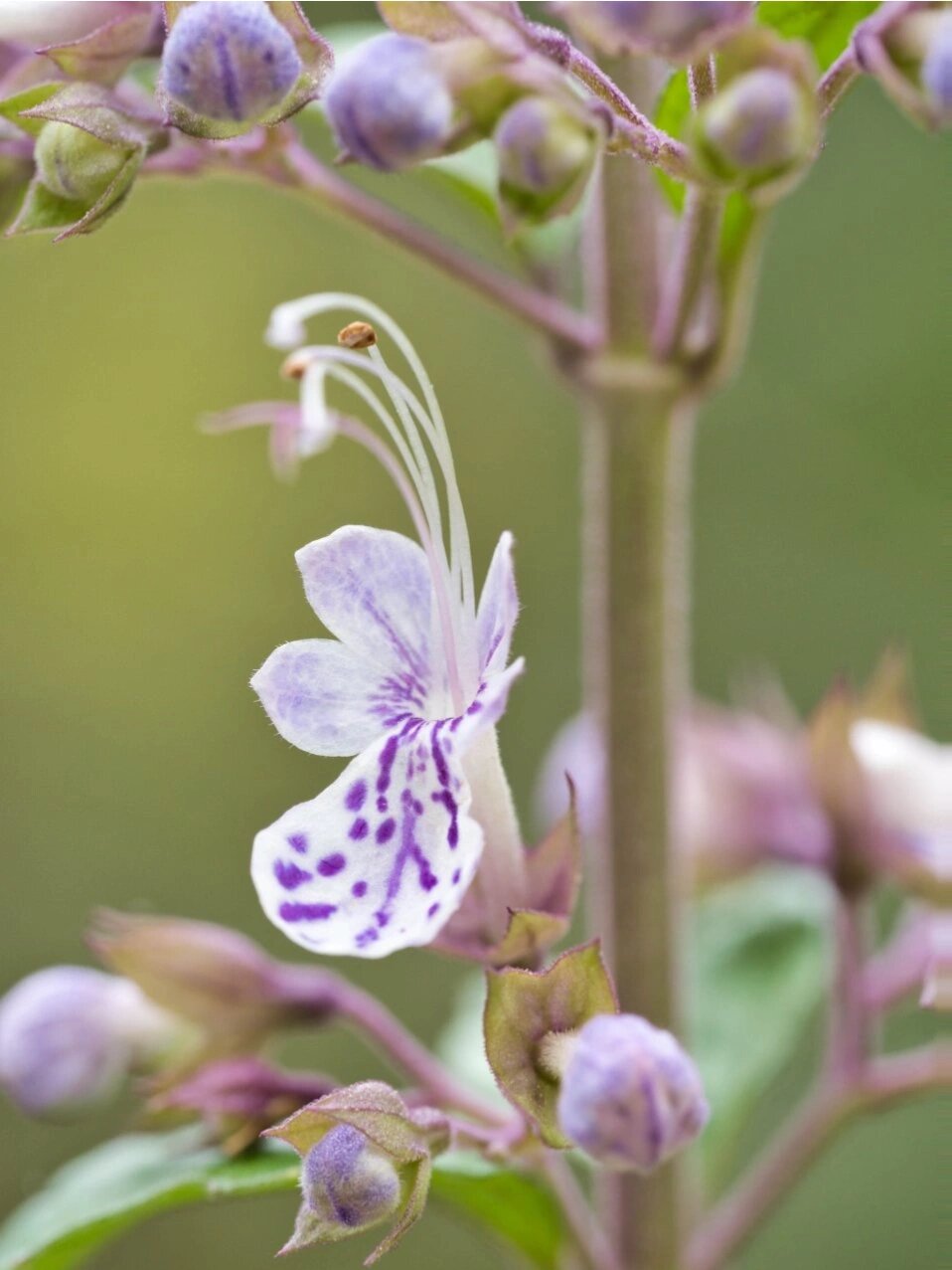 4月上旬的三花莸/蜂子草/风寒草