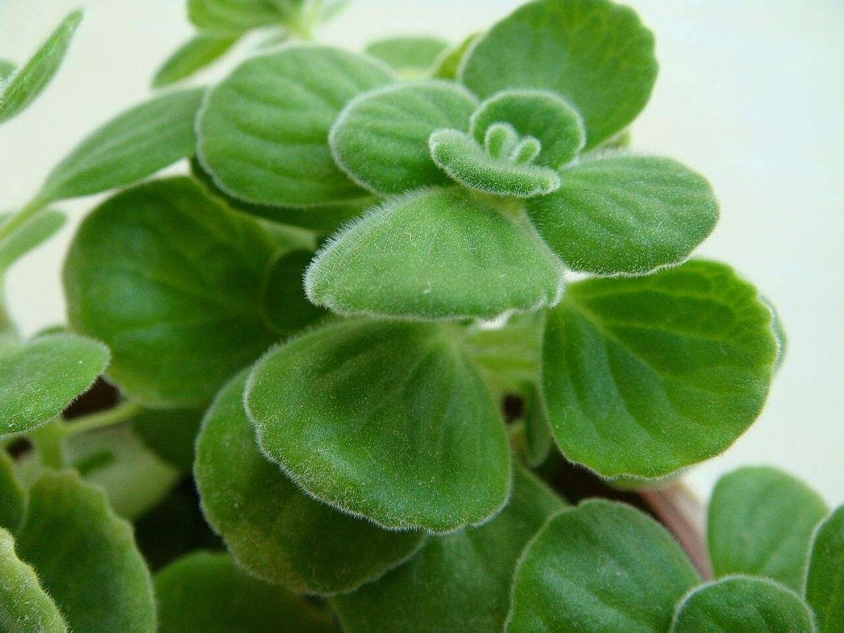 多肉植物图鉴——碰碰香 96碰碰香 唇形科马刺花属多肉植物,碰碰香