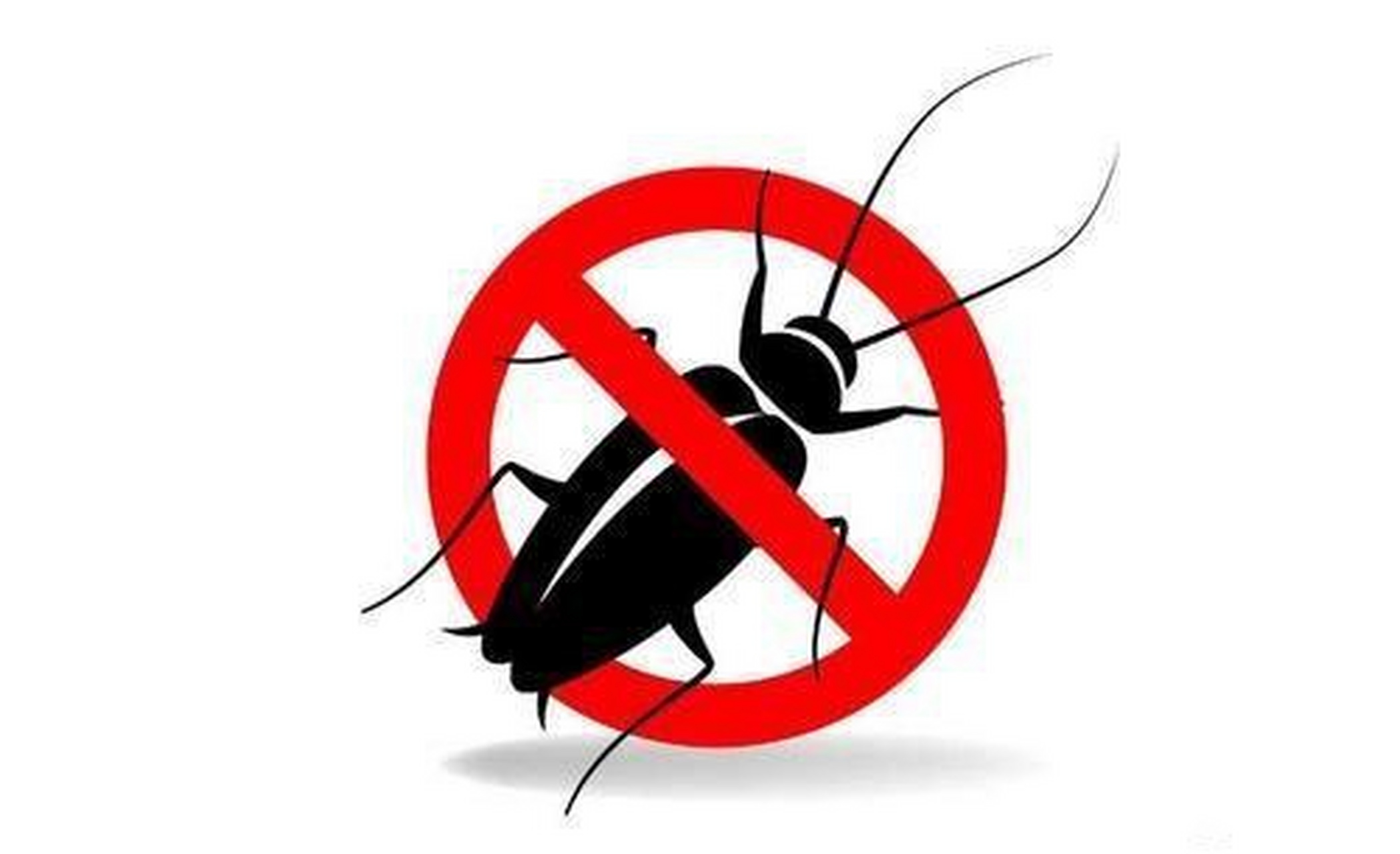 随着春天的过半,温度的升高,蟑螂又开始活跃起来了,虽然它们很小,但