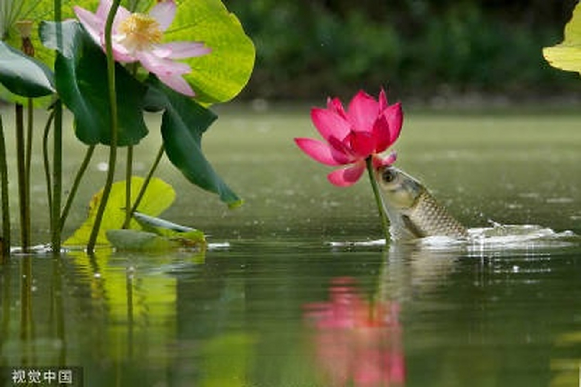 池塘里的鱼吻荷花瞬间#】1日,河北石家庄,池塘里一群草鱼在荷花旁