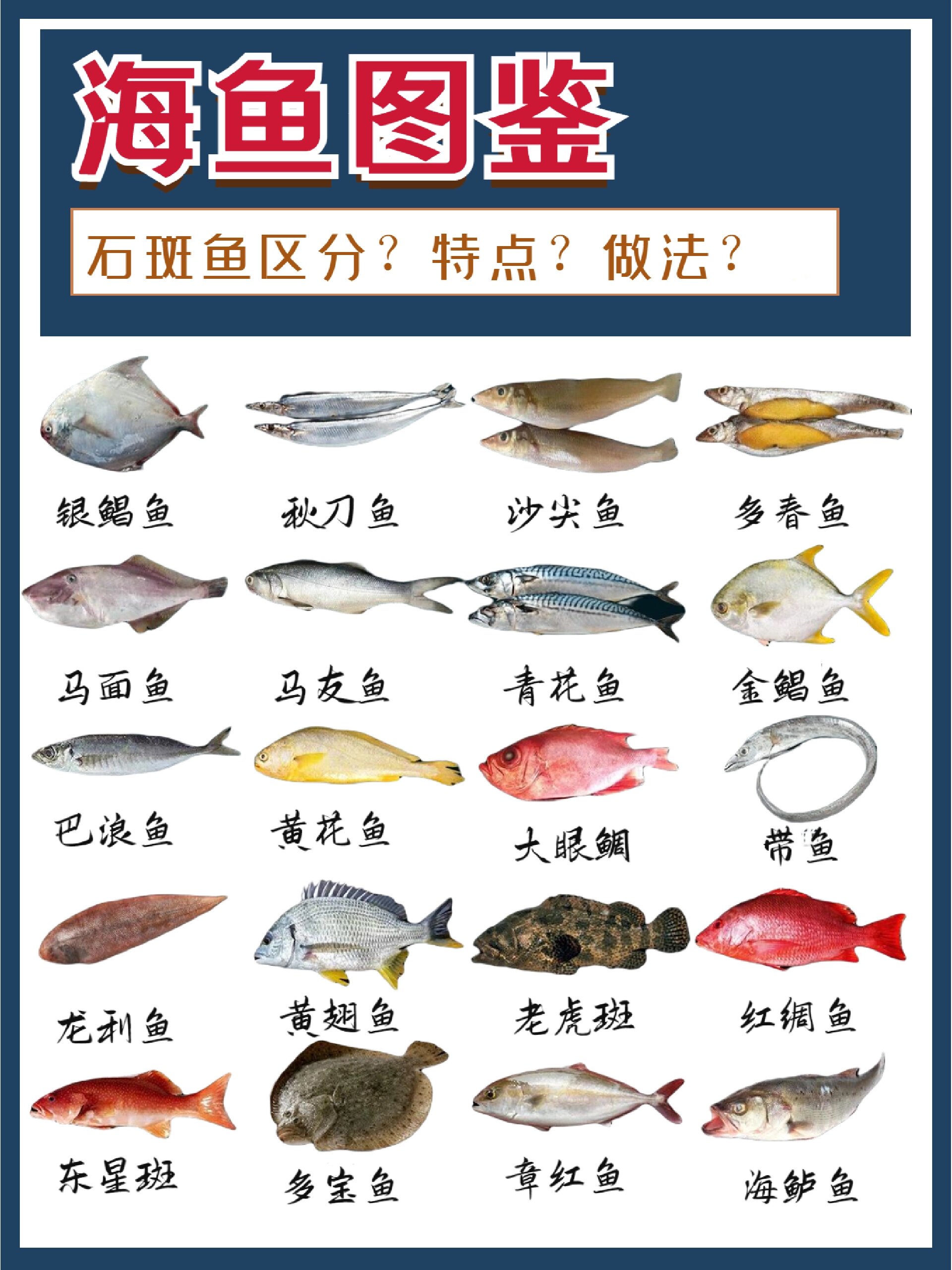 常见的20种海鱼,今天一次说.@windy说的动态