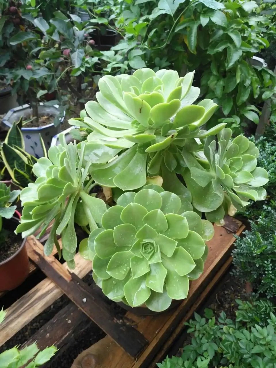 第106期|92玉龙观音|每天认识一种多肉 97别名:暂无 94花语