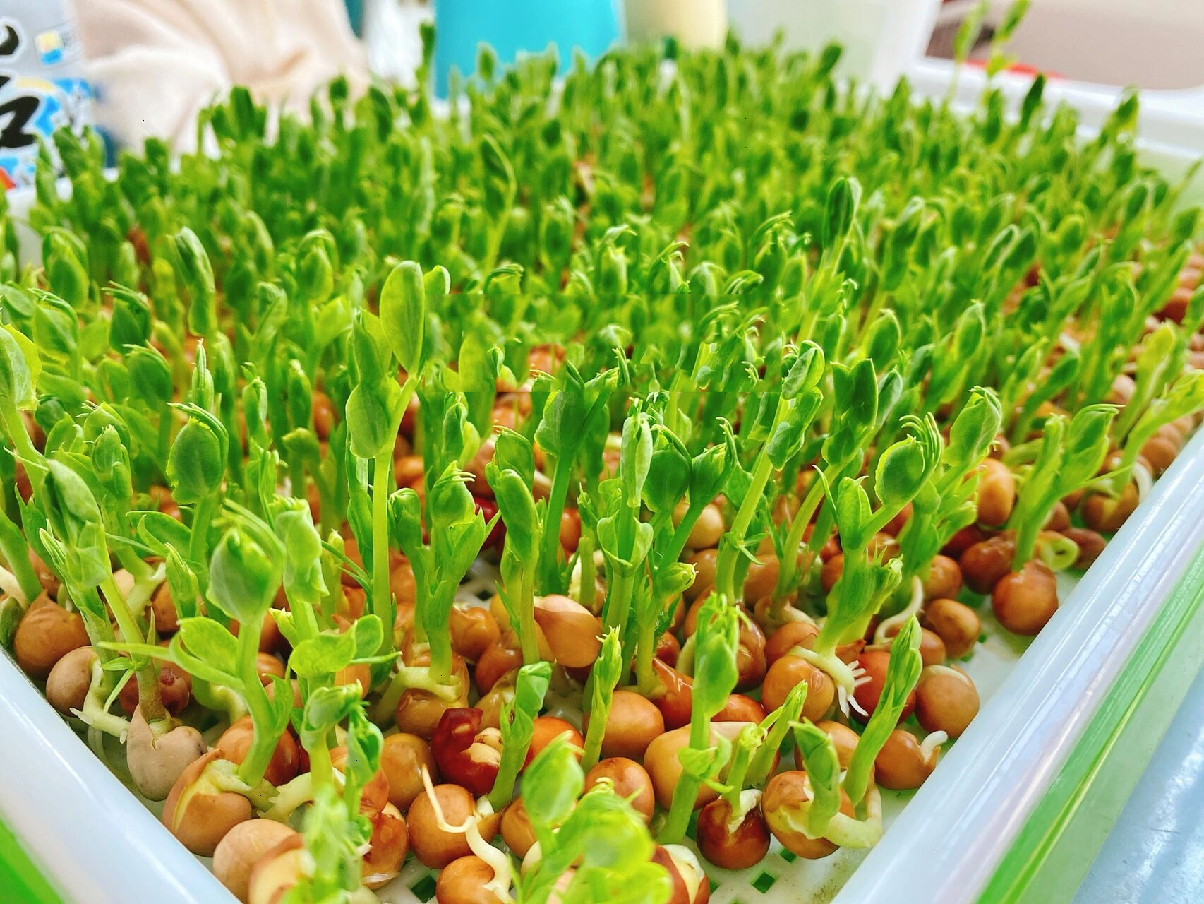 家庭小菜园|豌豆苗种植生长记录 关键词:麻豌豆,水养,收割后二次生长