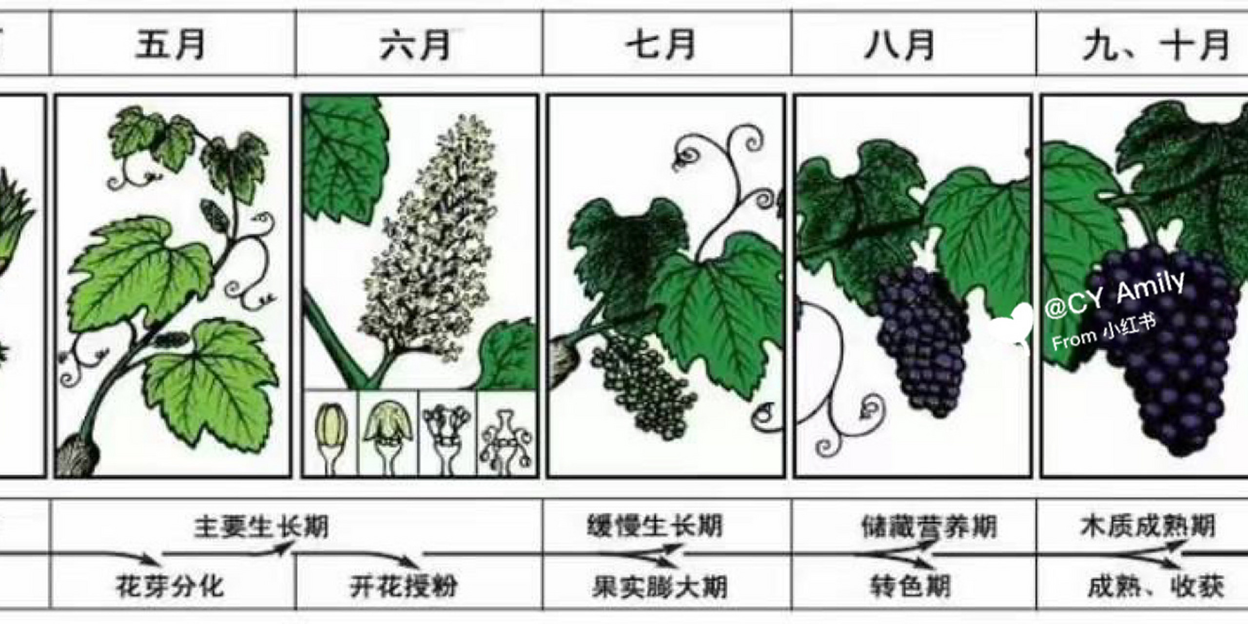 99如何让葡萄酒更香9944葡萄的生长周期 了解一下葡萄的生长周期
