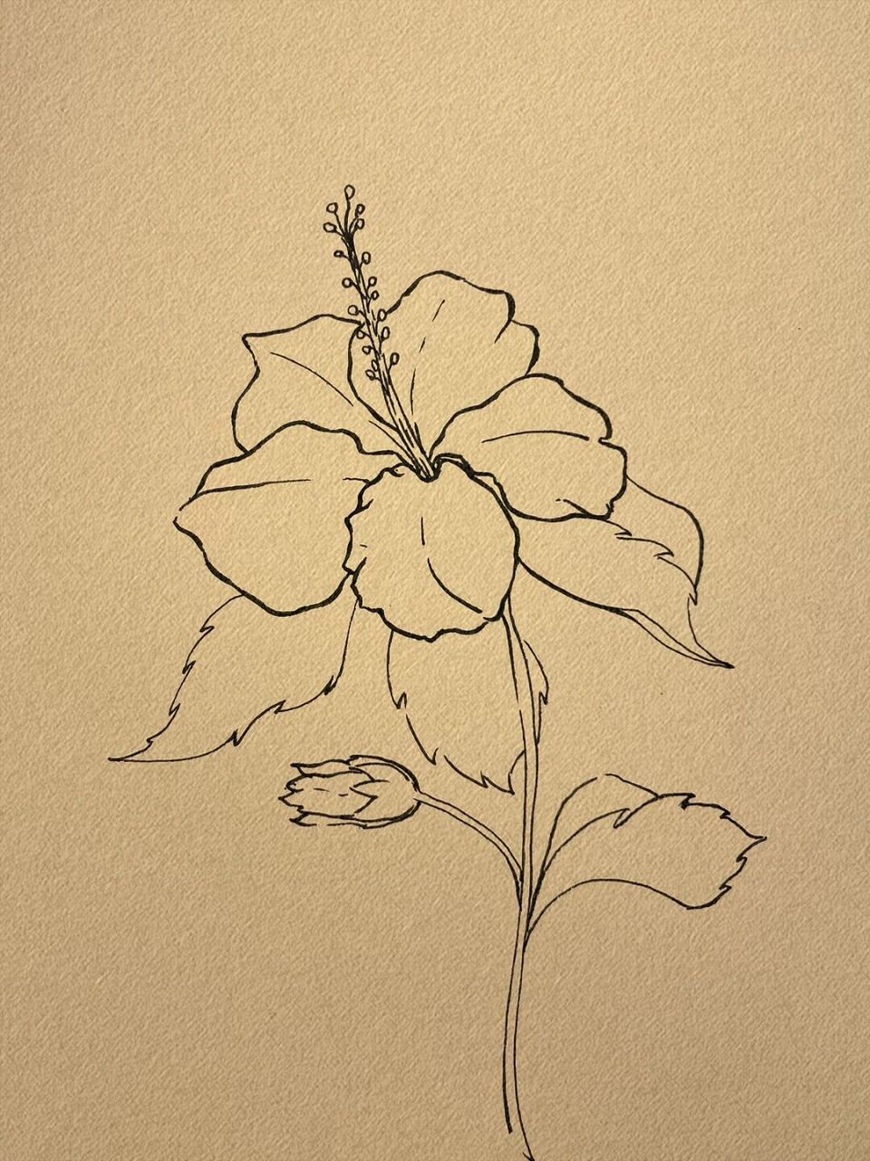 108 不用画线稿的简笔花卉78扶桑花96 一个人在世界上要真正快乐