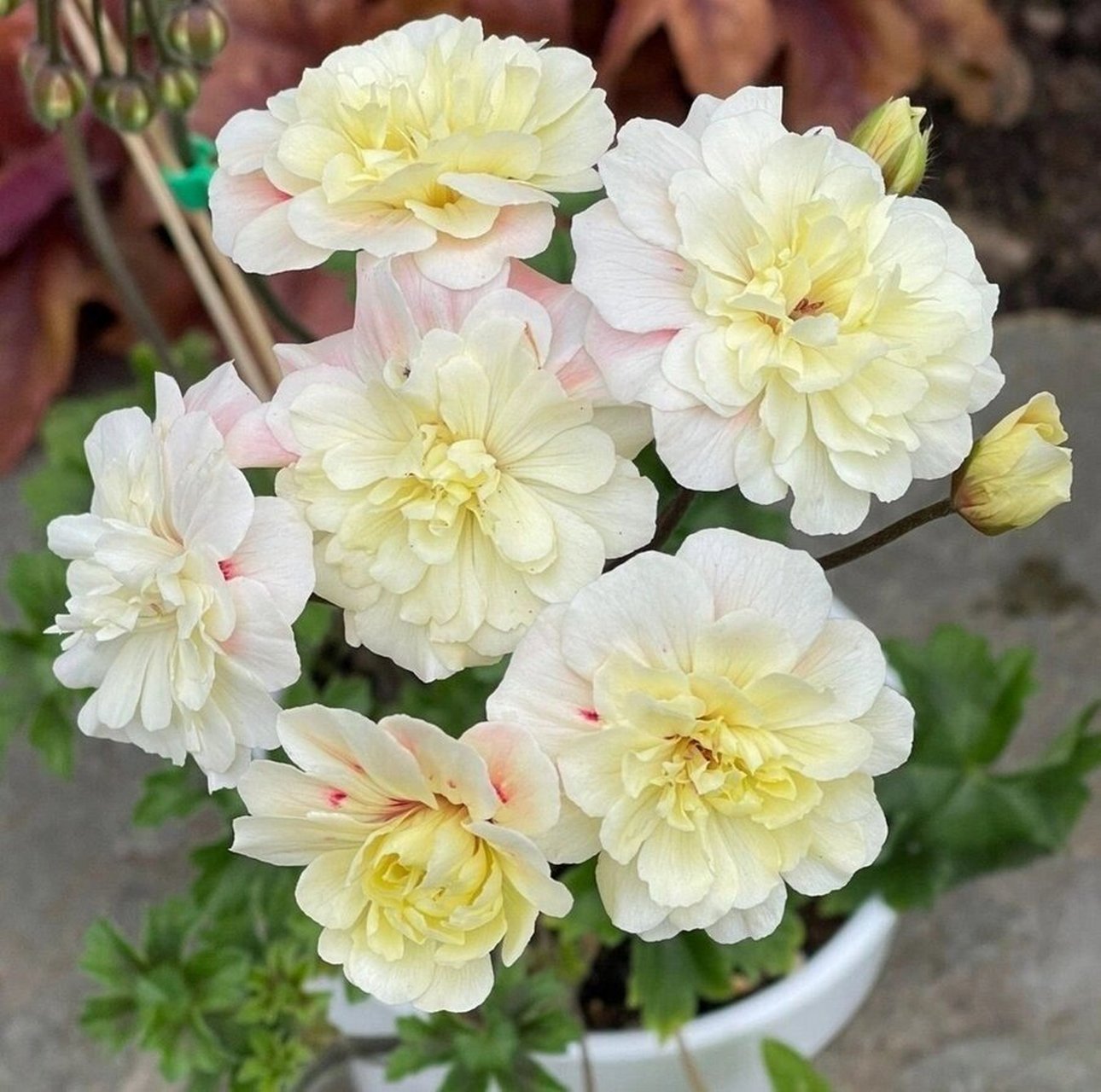 植物快乐屋—兽系天竺葵"独角兽阳光" unicorn zonartic sunbeam,兽系