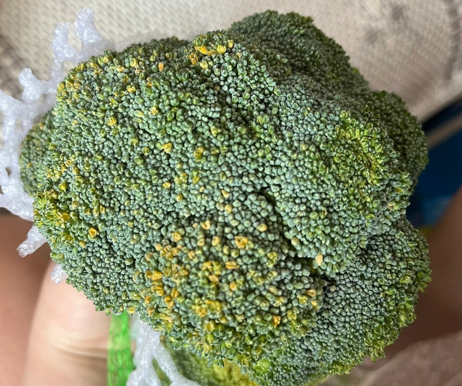 变黄的西兰花还可以吃吗?