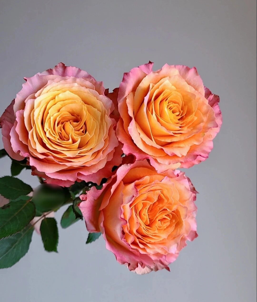 识花系列‖渐变色系玫瑰(满满的温暖)