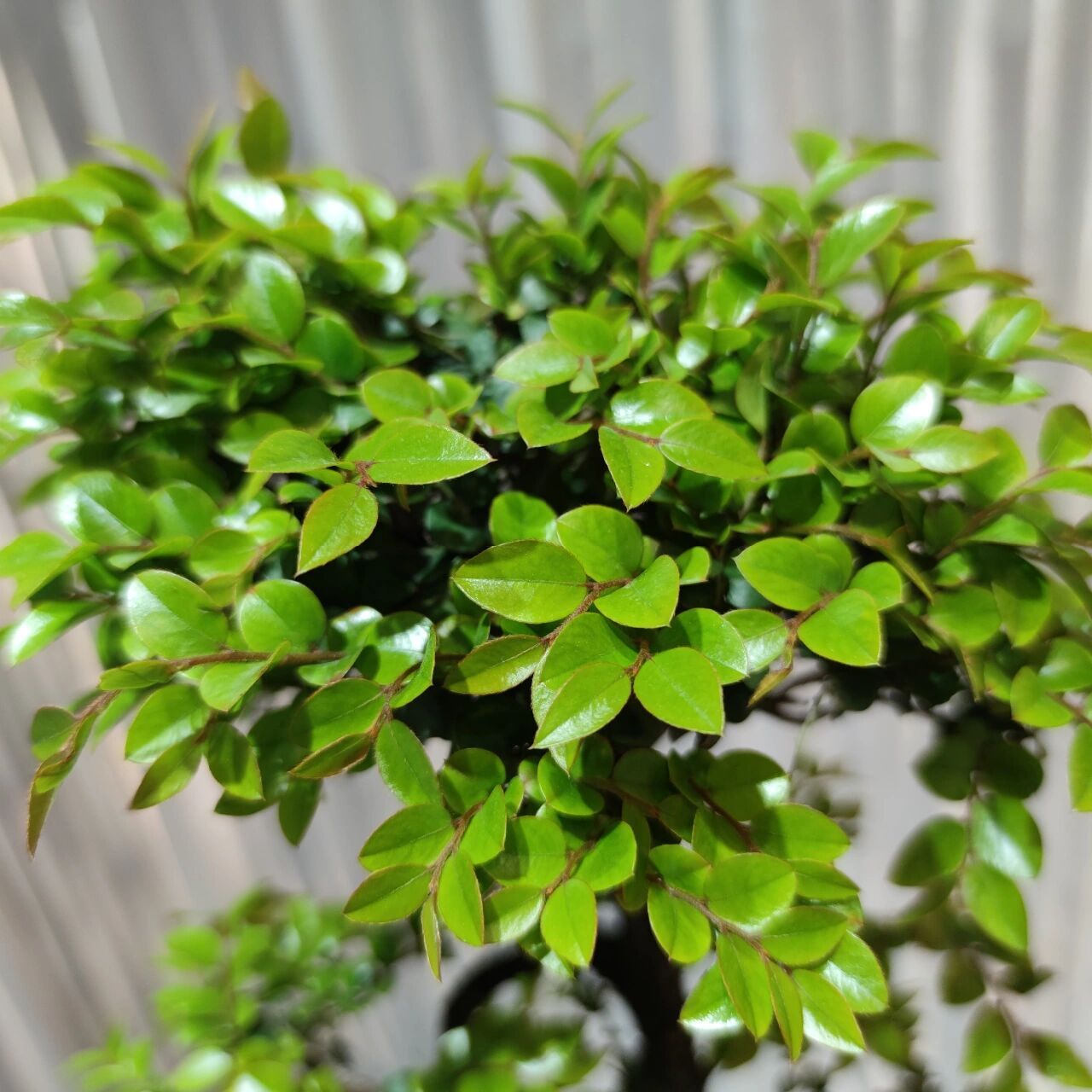 小叶紫檀是蝶形花科紫檀属,黑骨茶是柿树科柿树属.