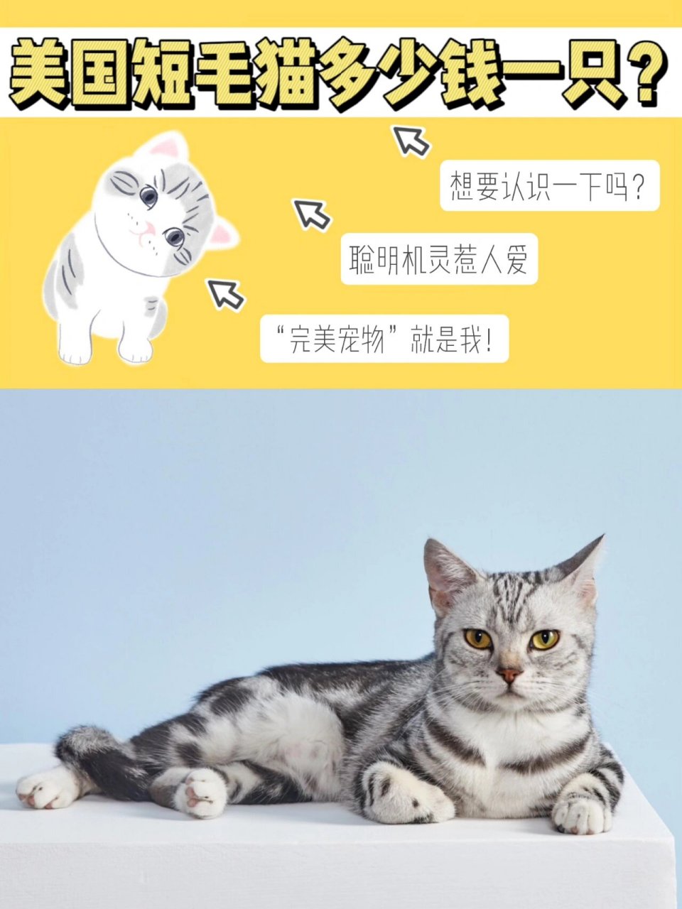 看了英短的介绍和价格后,最近有很多小伙伴来问:美国短毛猫多少钱一只