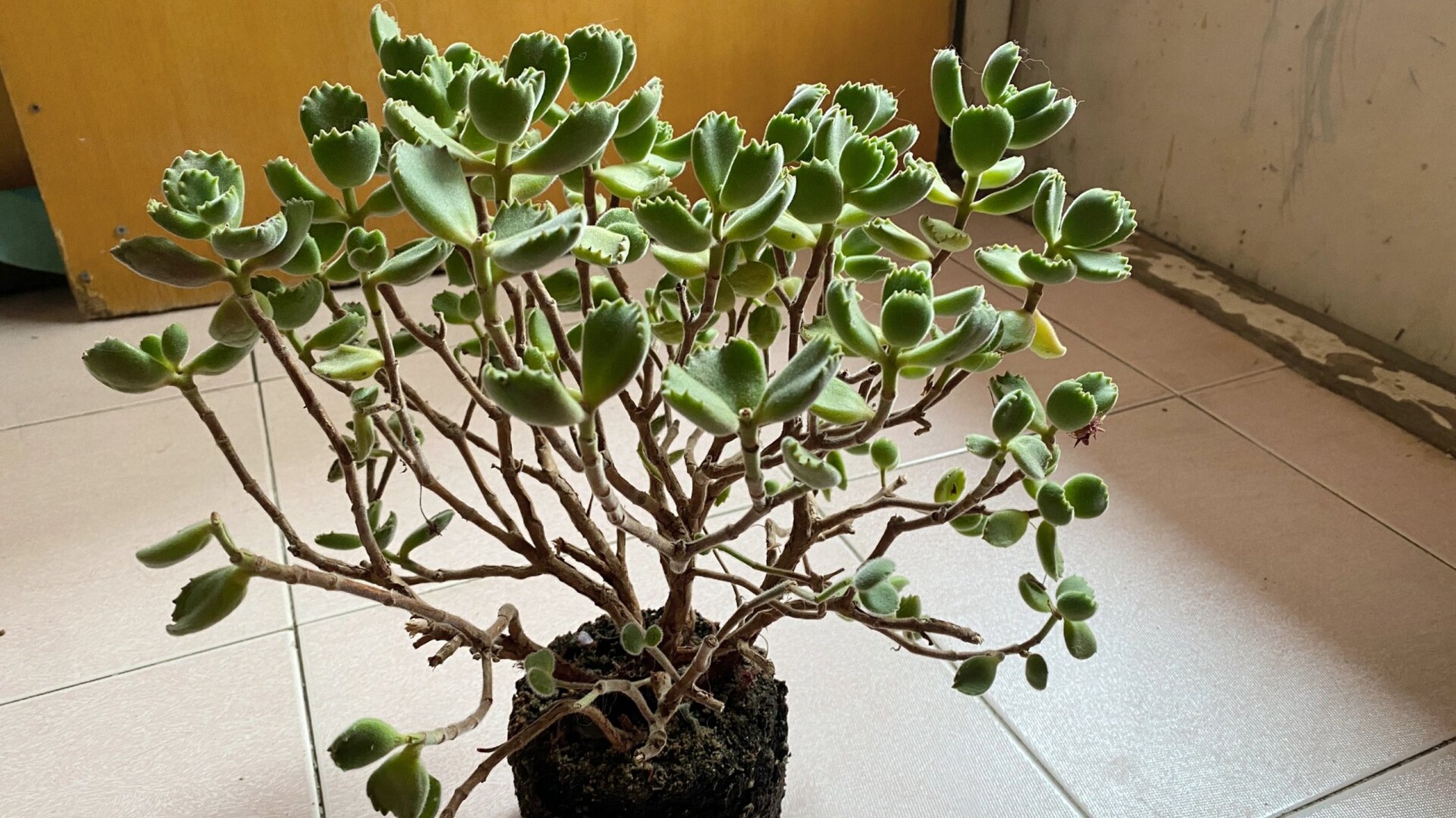 多肉熊童子老桩(造型不好)怎么养?