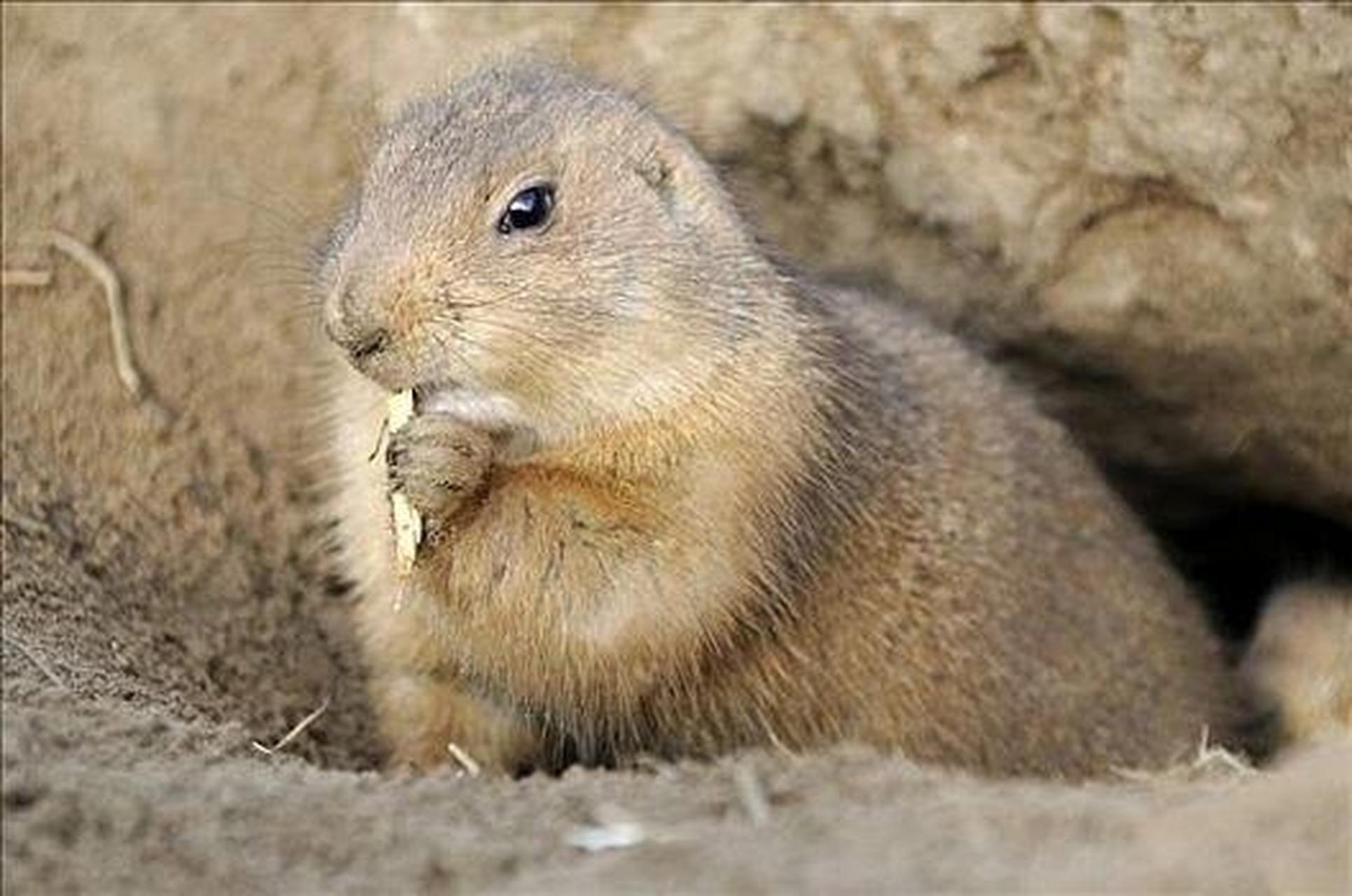 草原犬鼠 草原犬鼠,是啮齿目松鼠科草原犬鼠属动物.