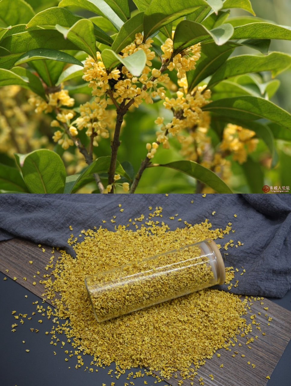 桂花是桂林的市花 桂林因桂树成林而得名,桂花历史文化相当浓郁.