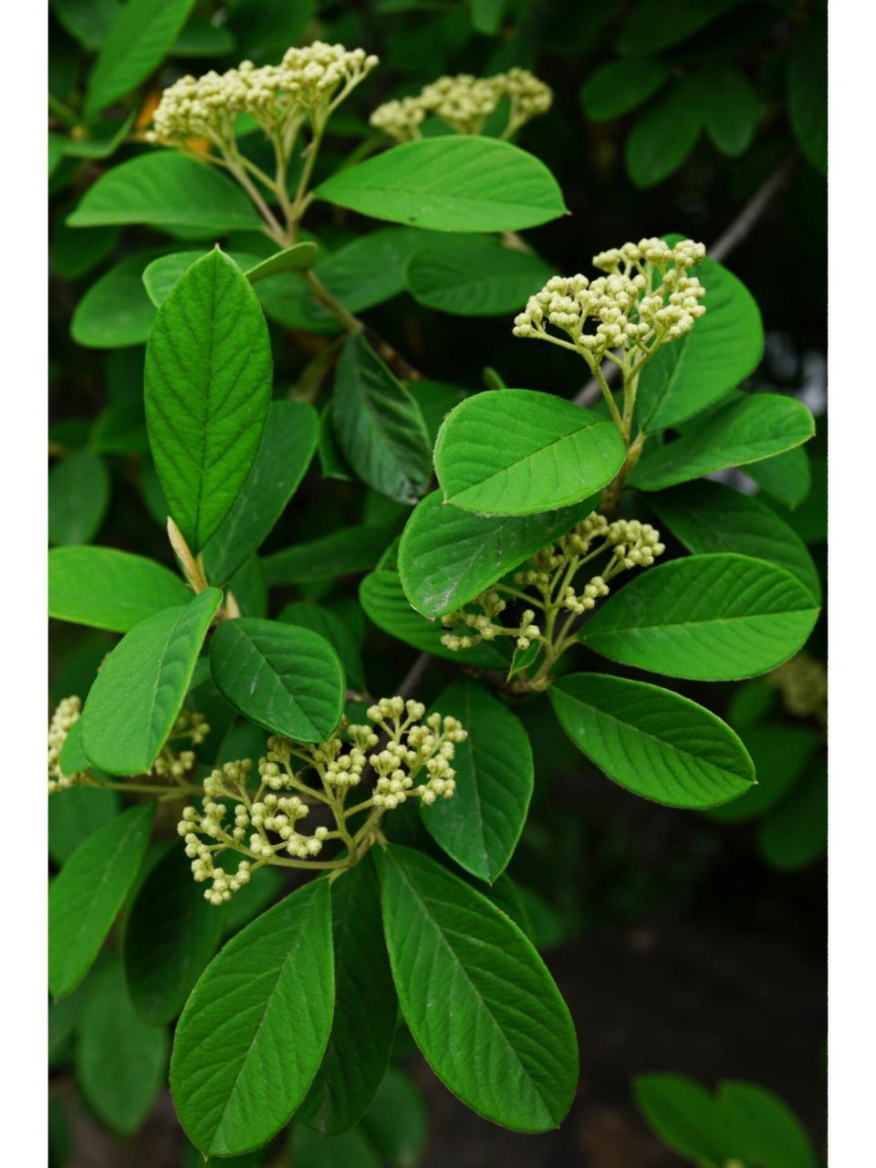 厚叶栒子|美丽栒子 厚叶栒子,别称:美丽栒子,野苦梨,蔷薇科栒子属常绿