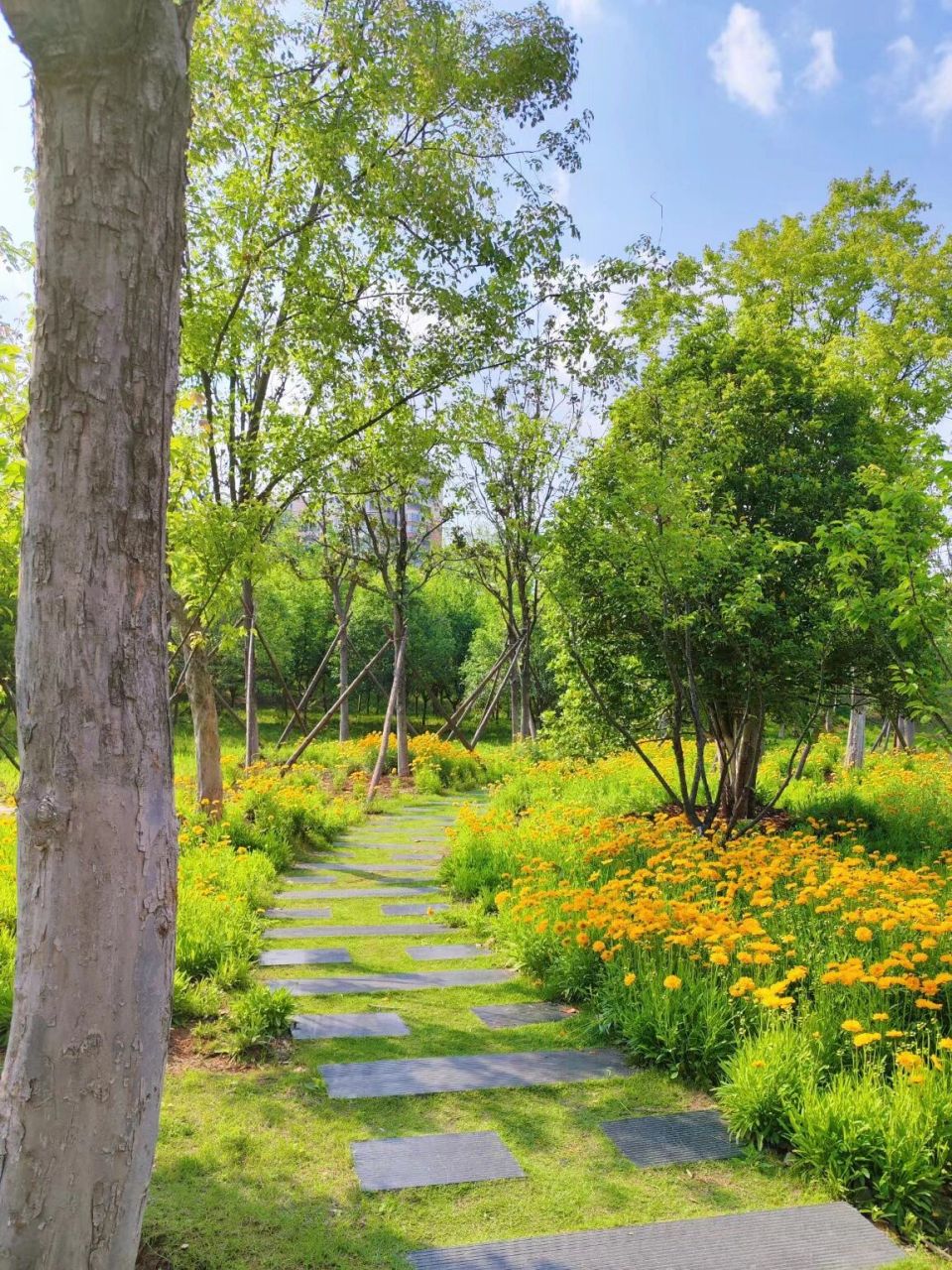 信阳旅游攻略 |  06羊山森林植物园 "在没有天花板的地方,大口吸氧"