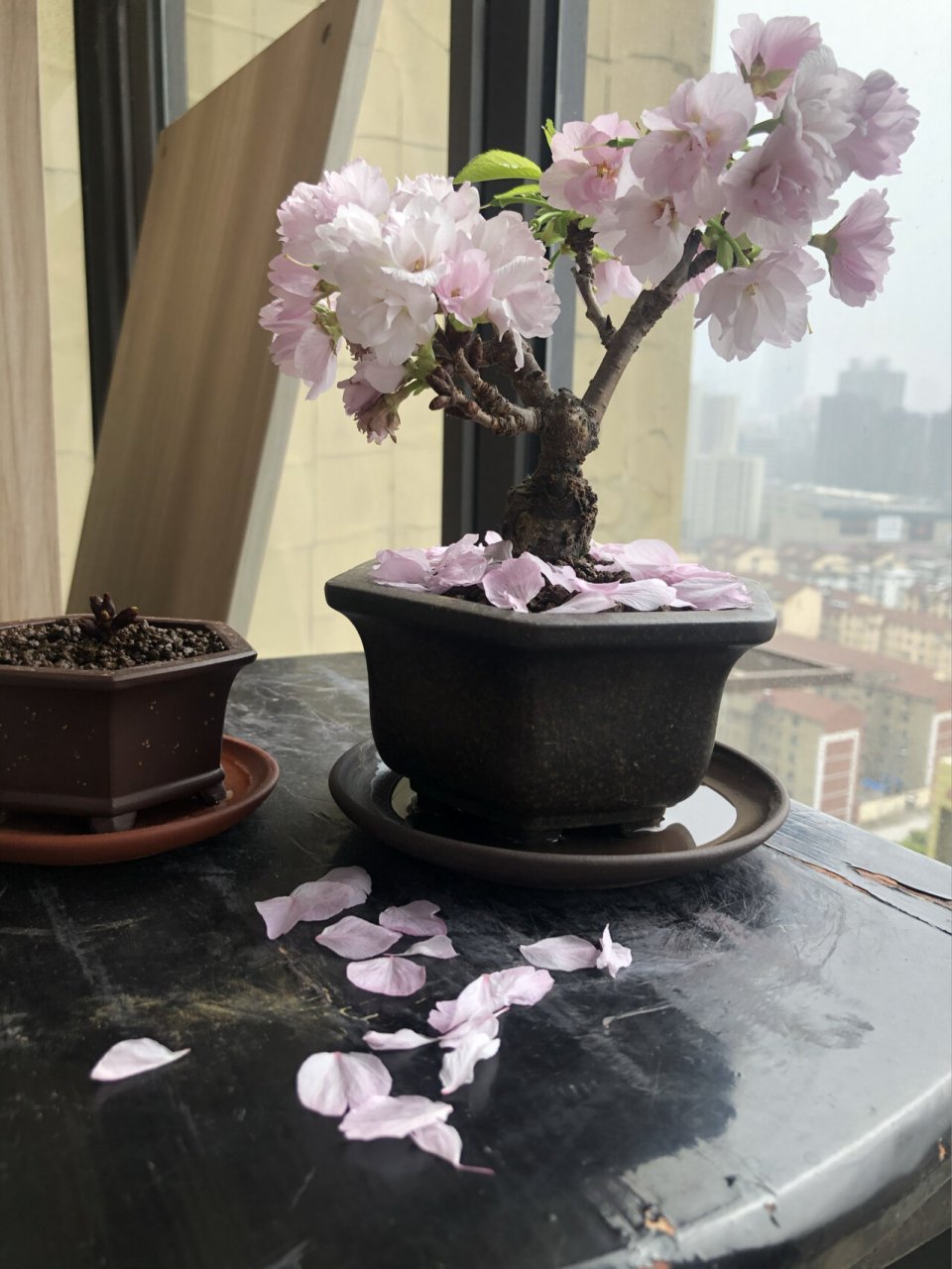 第二年开花的旭山樱,专做盆景的樱花品种 刚用,晒一晒我养到第二年的