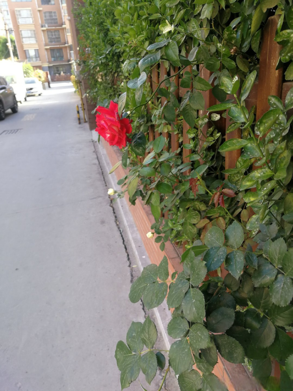 墙外美花,分外艳. 春天的脚步越来越远了,没有什么能留住时光.