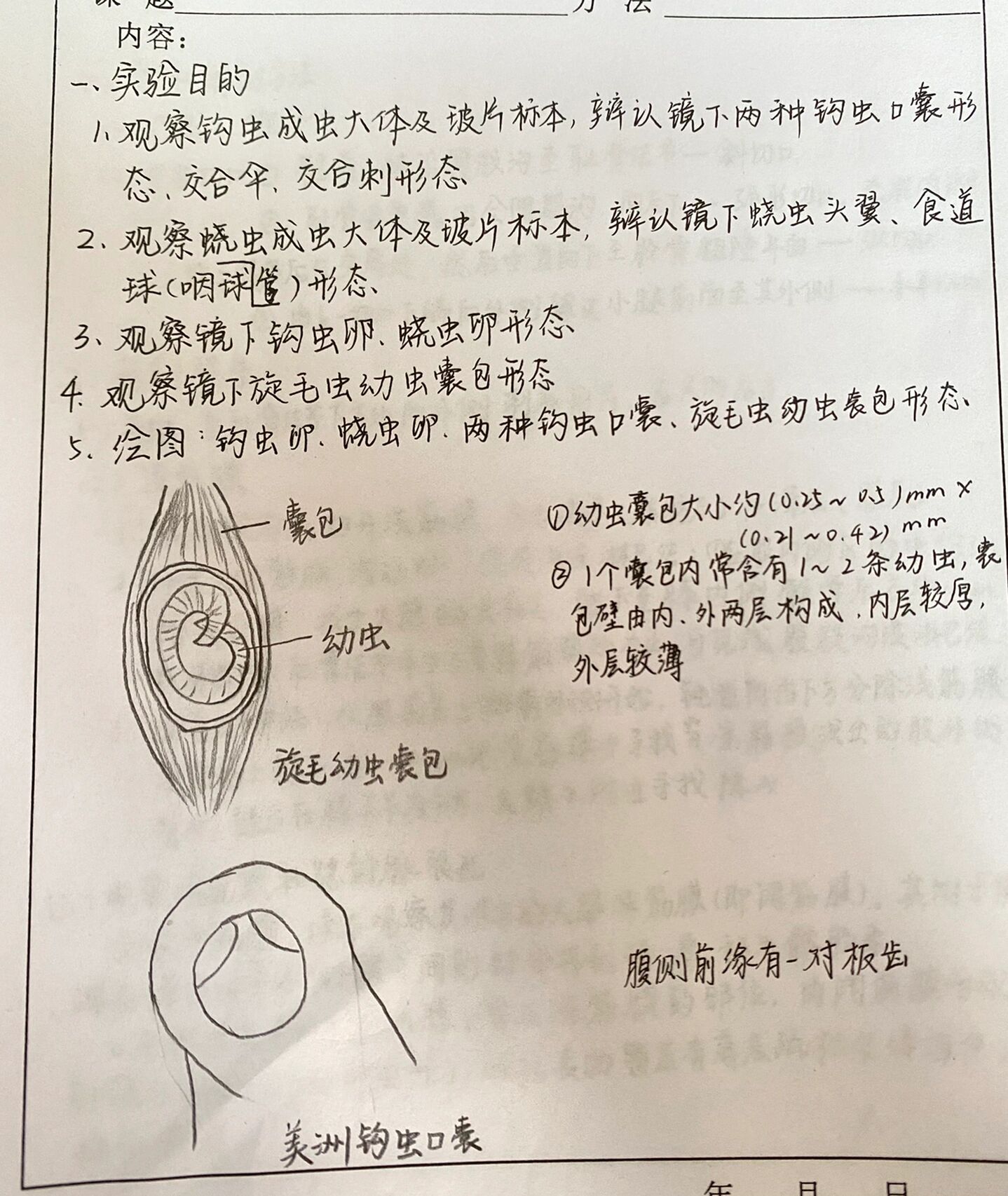 旋毛虫幼虫囊包标注图片