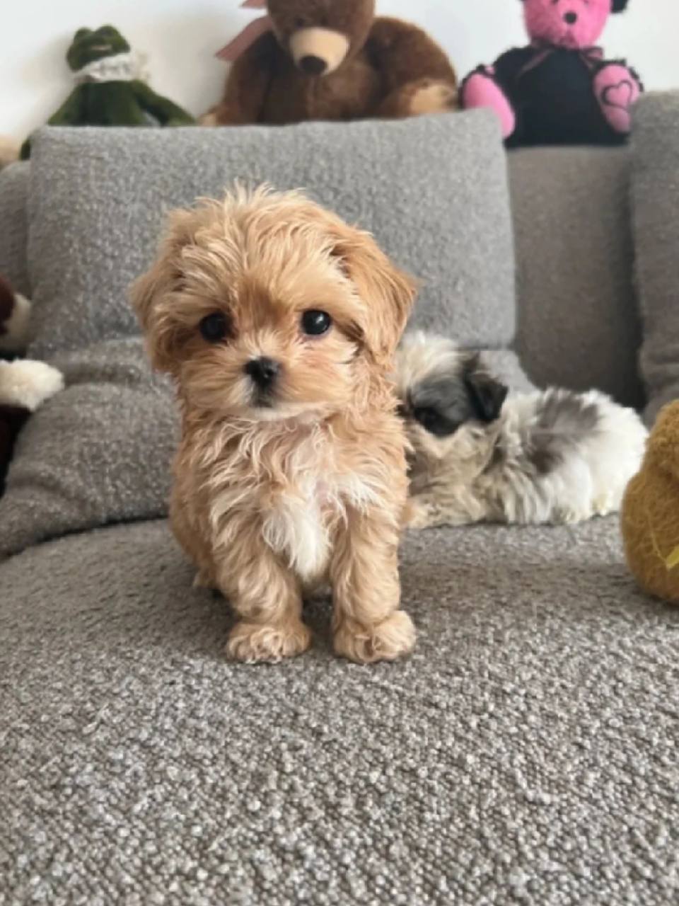 上海马尔泰犬3500一只 小马尔泰宝宝!