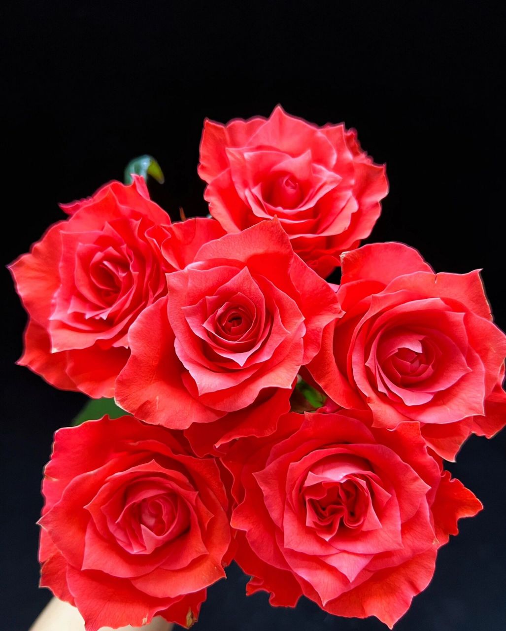 玉海棠玫瑰 来自诺斯沃德基地的玉海棠玫瑰a级,杆子又长又直,差不多