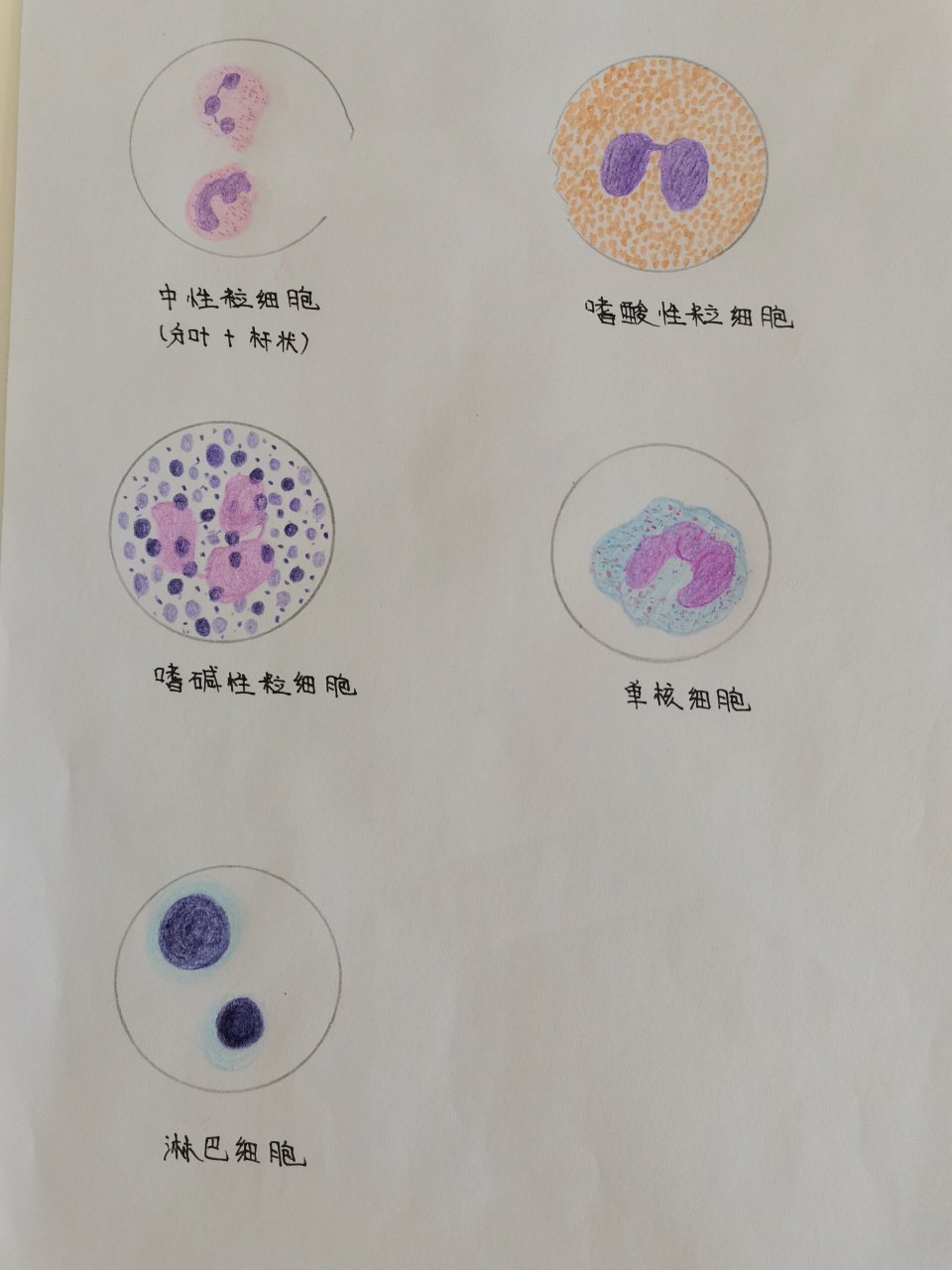 原始单核细胞幼稚图片