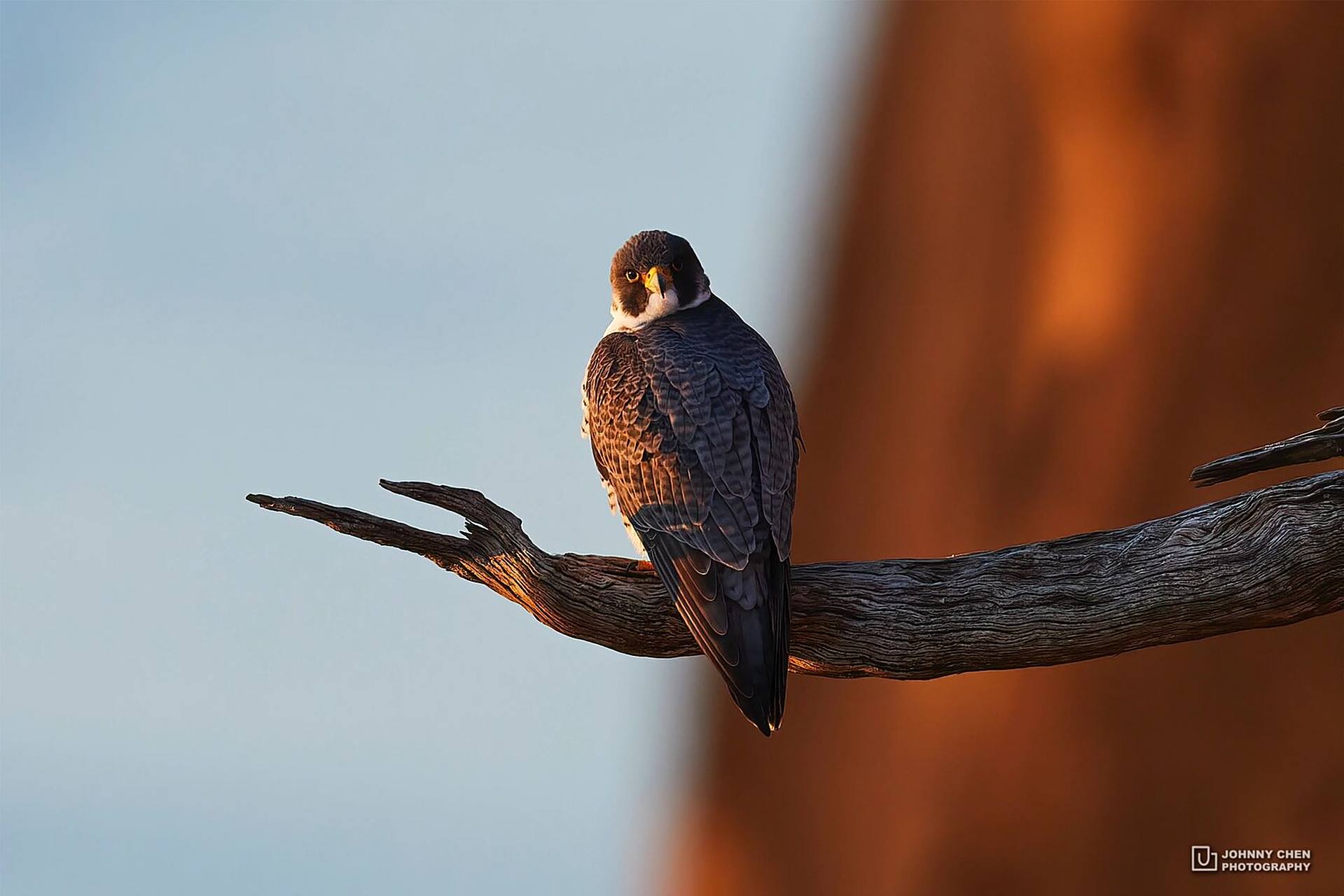 速度最快的鸟是什么样的|游隼 游隼 falco peregrinus 俯冲时速可达每