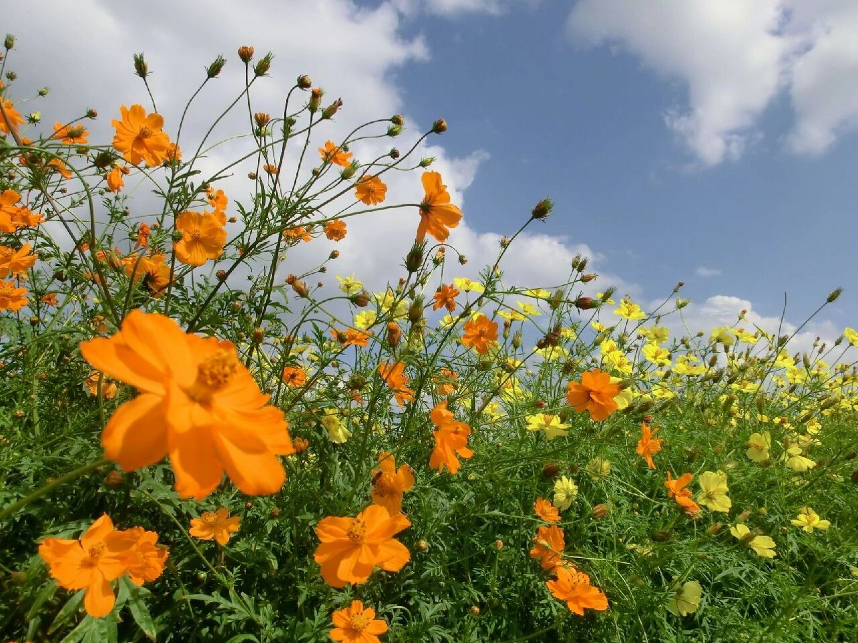 识花|硫磺菊 9797硫华菊直立,丛生,多分枝.