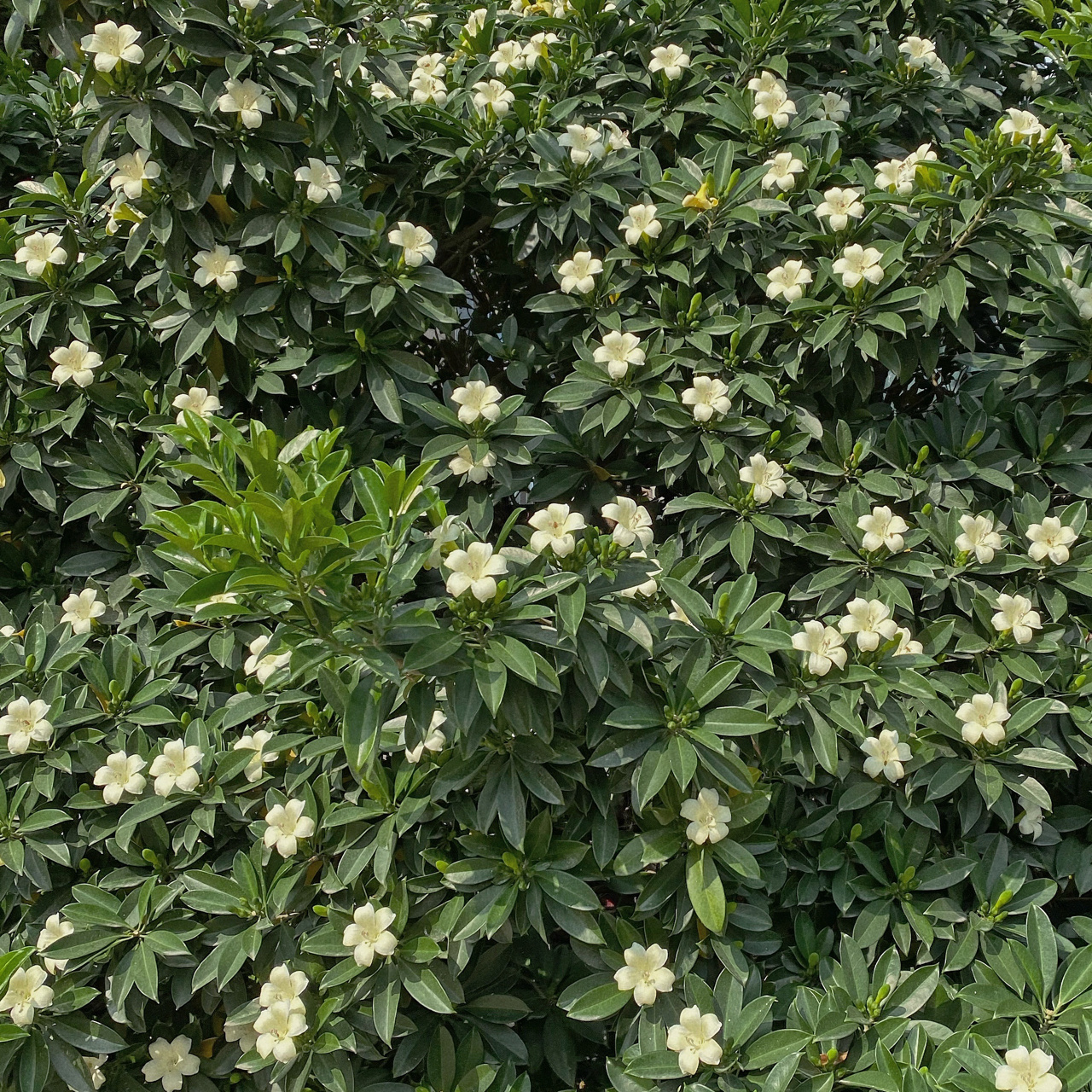 灰莉花单生或组成顶生二歧聚伞花序 灰莉(学名:fagraea ceilanica