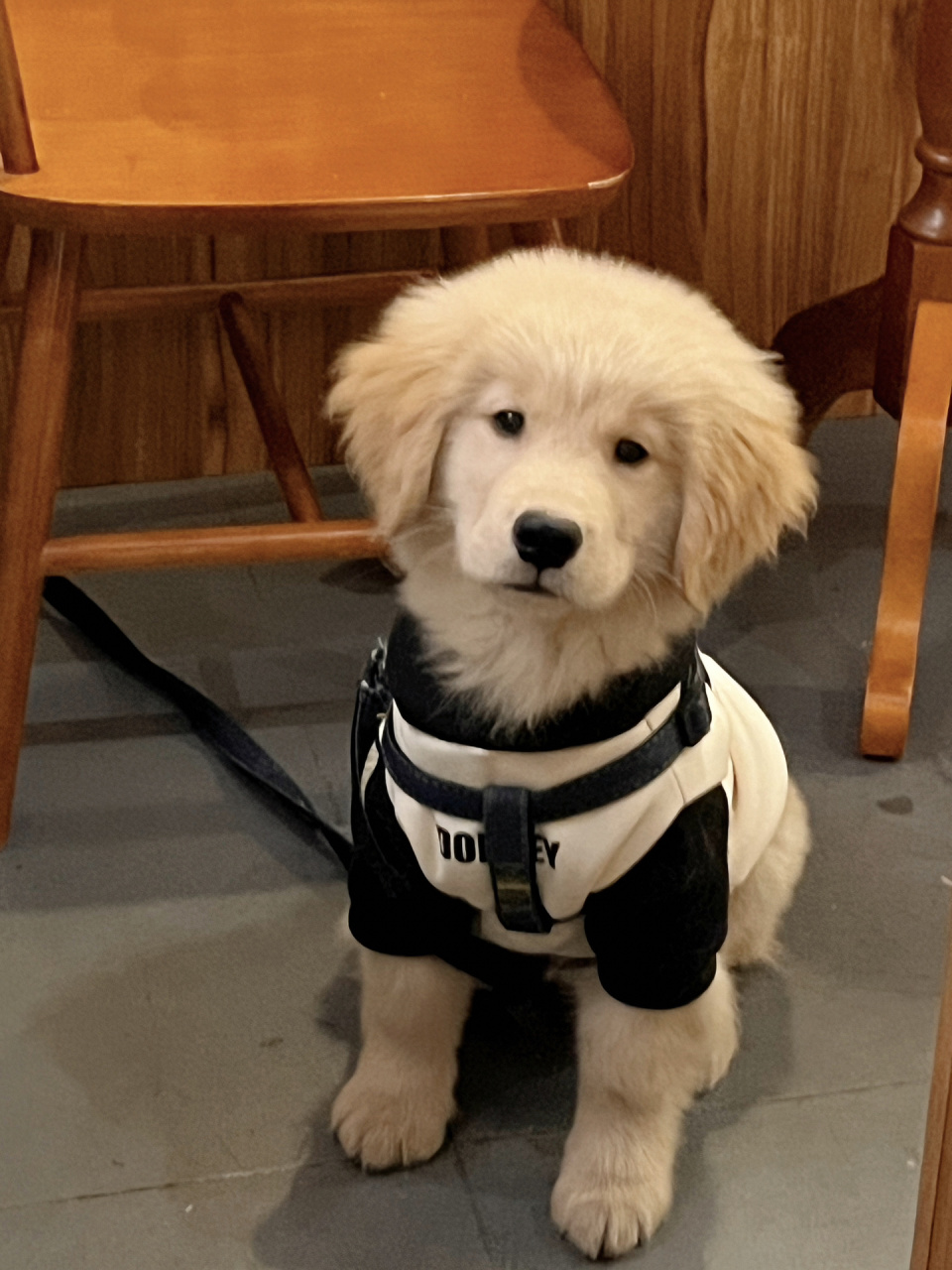 小金毛一个月能长多大呢 右滑帮阿包长大7915 - 图1刚回家拍的 图