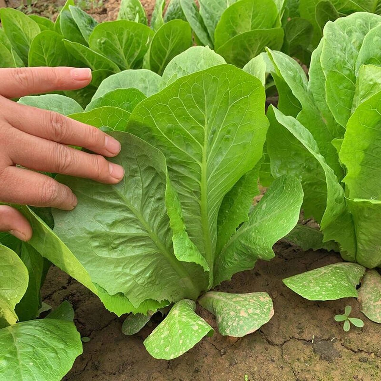 寿司孔雀菜有颜好养,耐热适合夏季种,易成 我们菜地里种了一些寿司