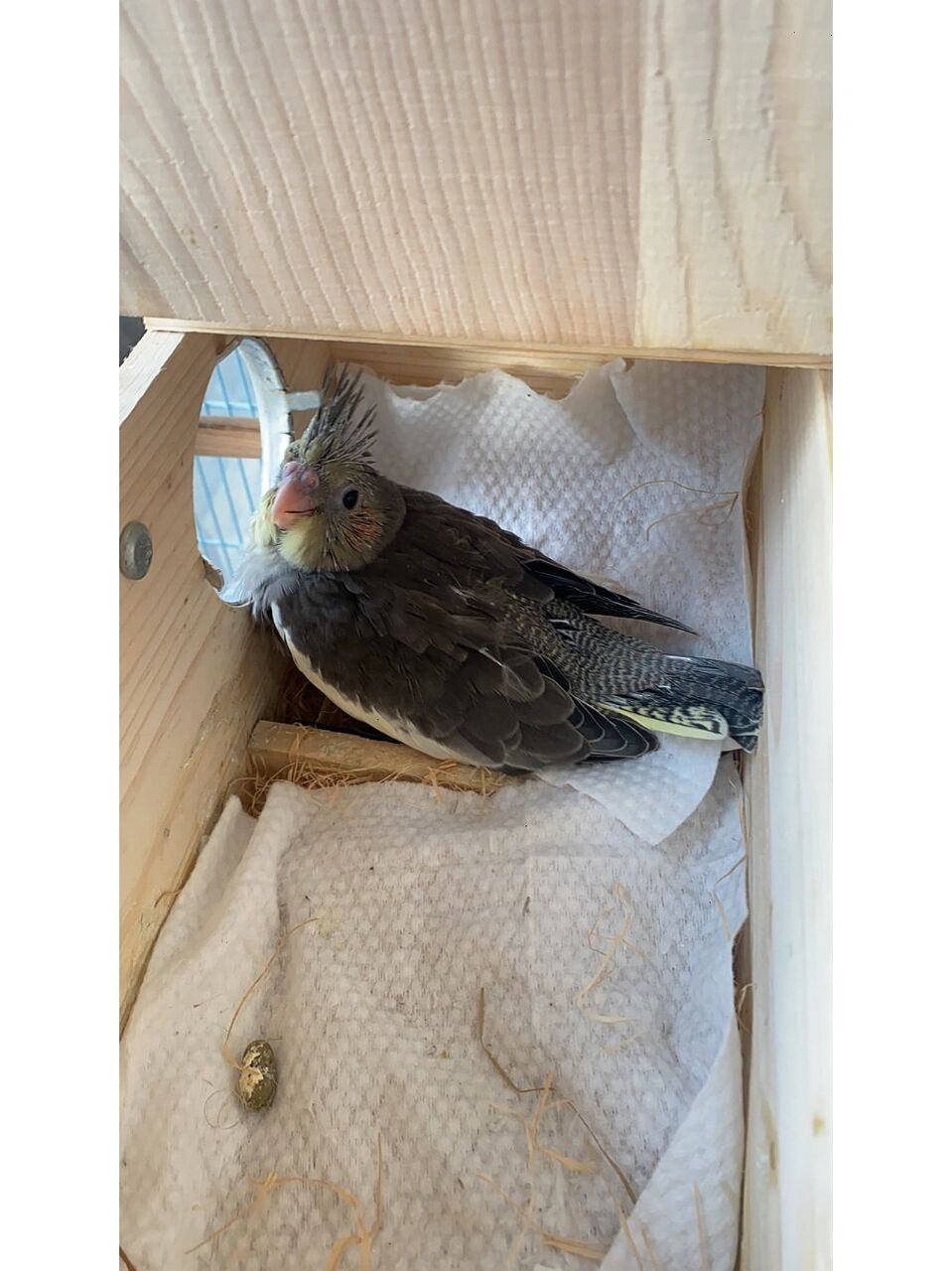 玄凤鹦鹉成长记今天已经20多天啦 嘻嘻嘻