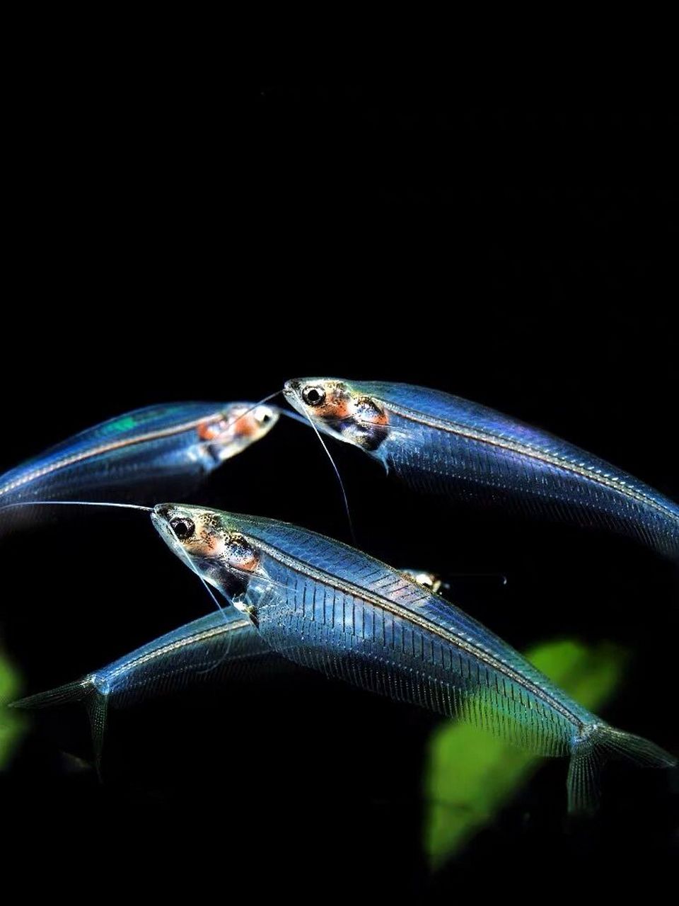 🐟名:玻璃猫 别称:玻璃缺鳍鲶 玻璃猫鱼成鱼体长10～12厘米左右