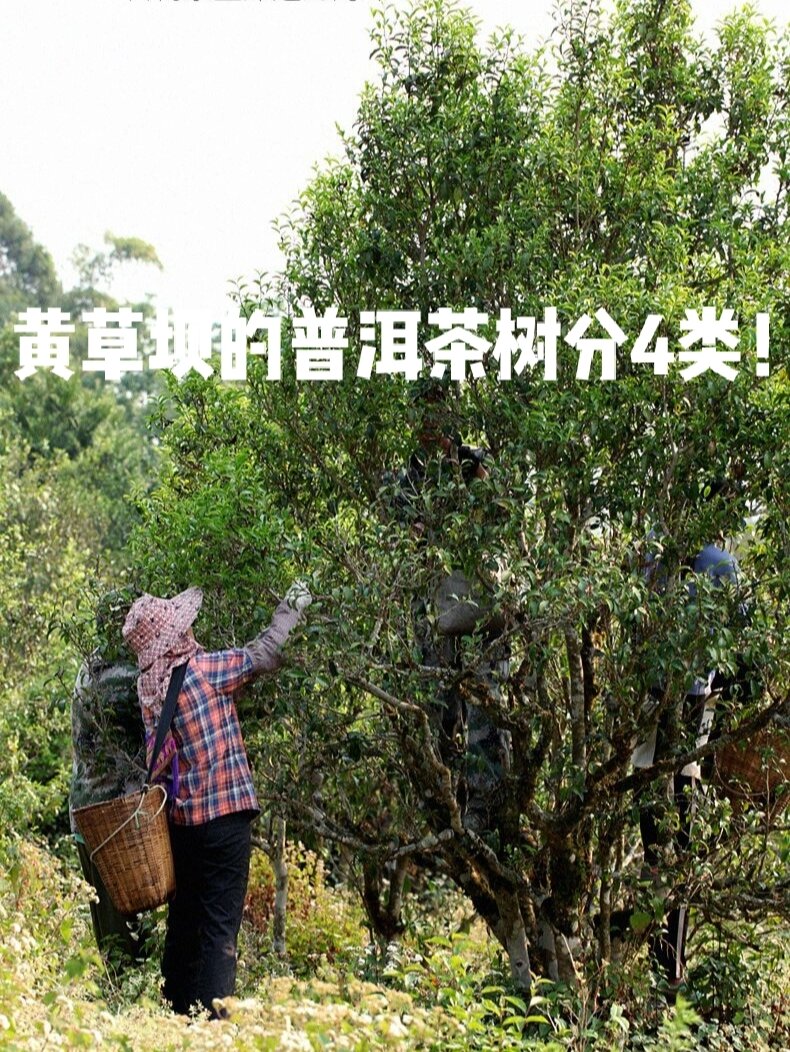 黄草坝的普洱茶树分这4大类!
