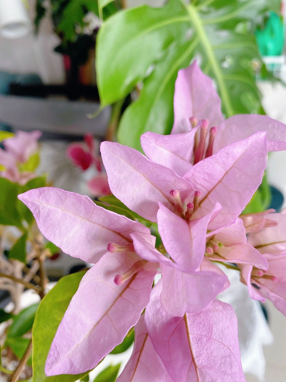 金夫人三角梅 枝条好硬很难塑形,只能靠修剪.