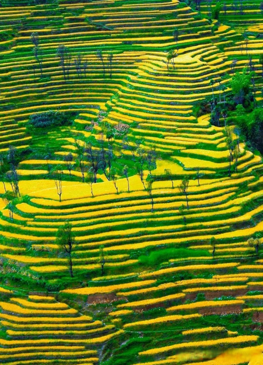 红河哈尼梯田图片大全图片