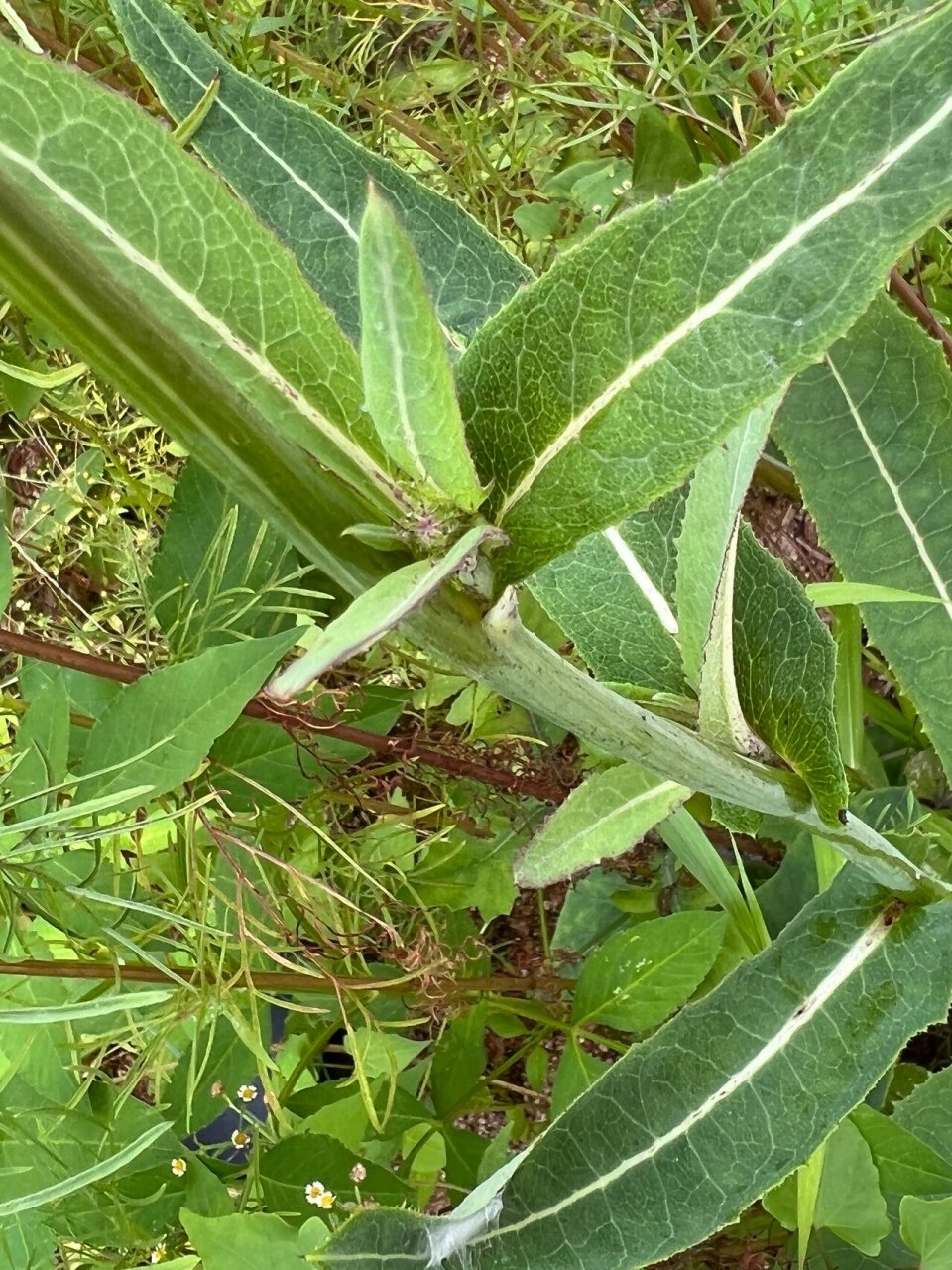 苣荬菜根图片